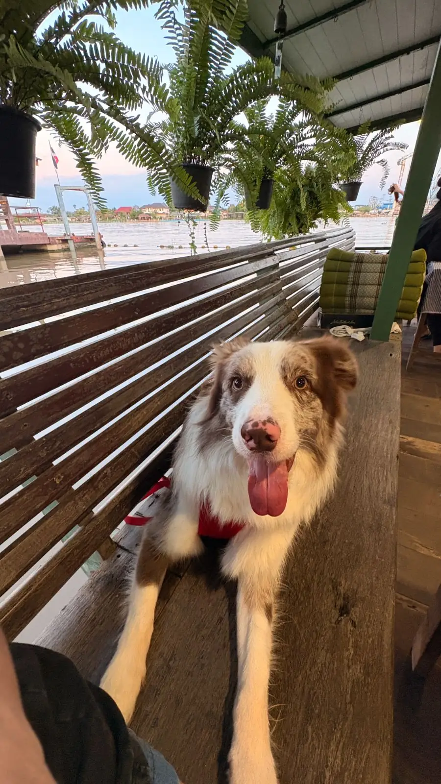 บ้านตานิด pets image 8