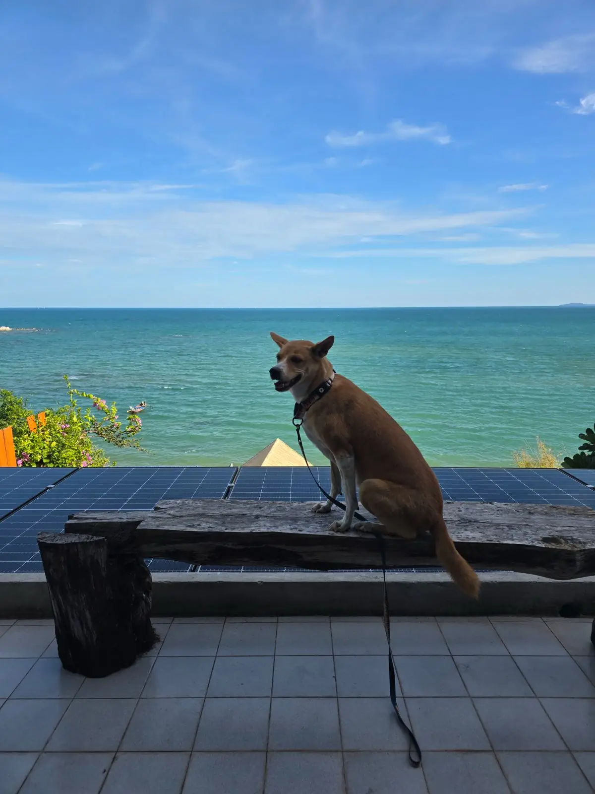 Phala Craft Coffee Roasters pets image 1