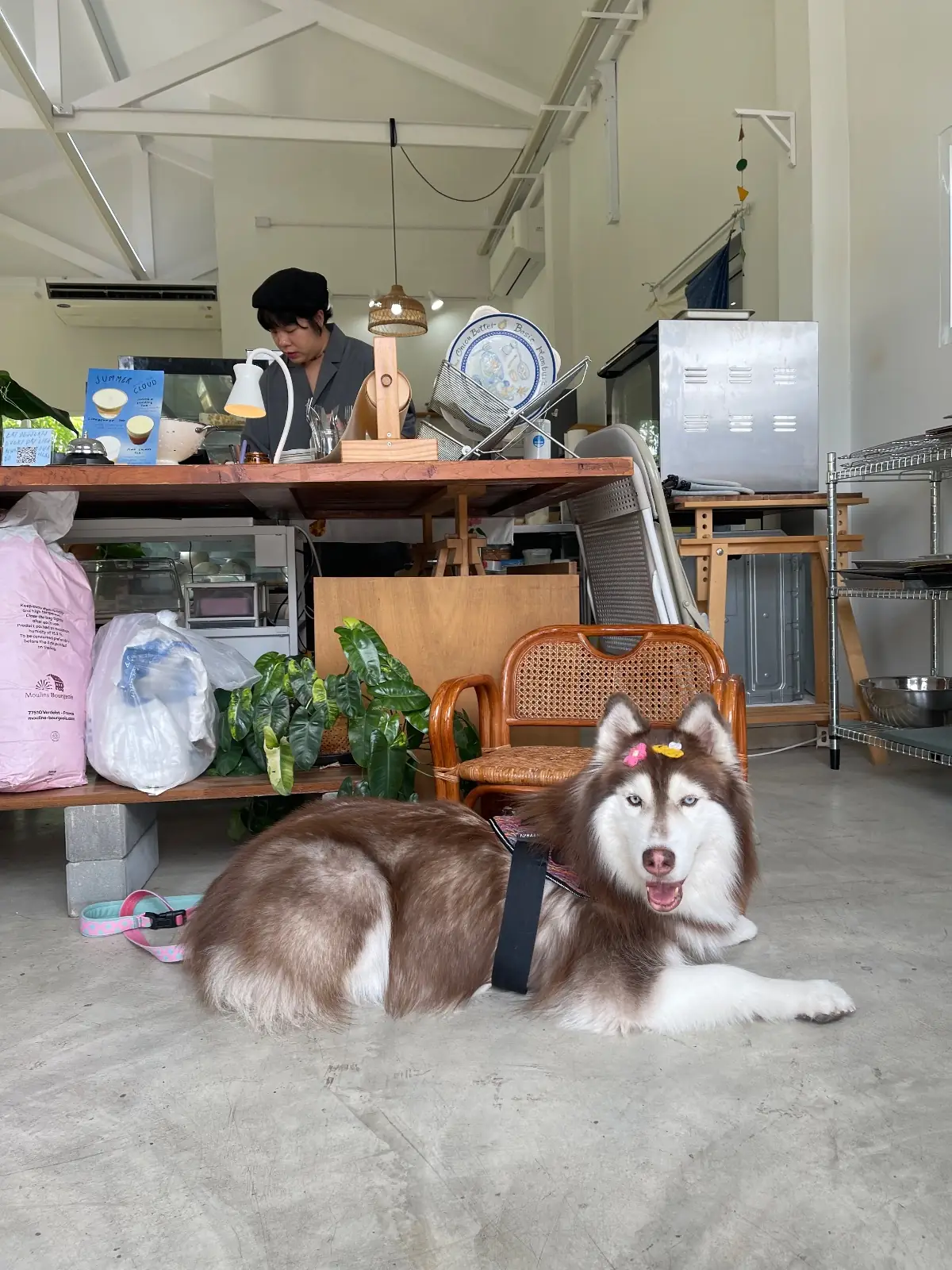 Curve Bake Crumbs pets image 4