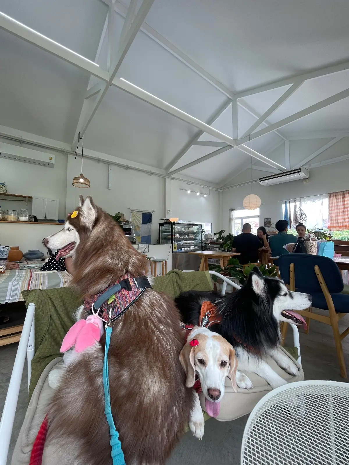 Curve Bake Crumbs pets image 2