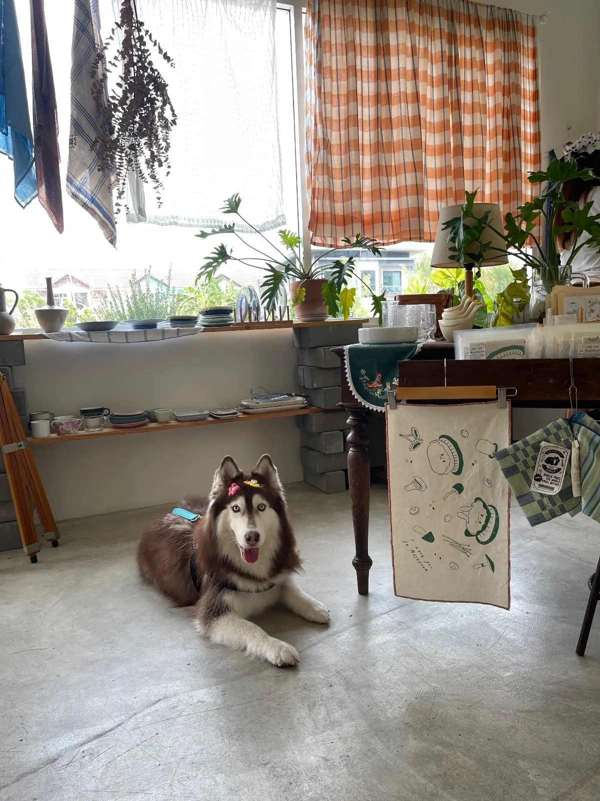 Curve Bake Crumbs pets image 3