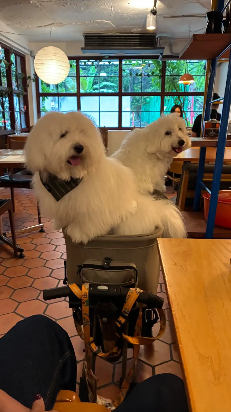 The Sparrow pets image 1