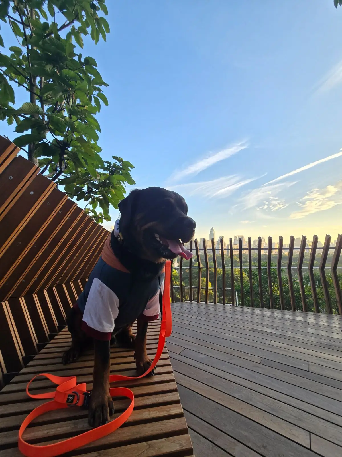 Dusit Central Park pets image 1