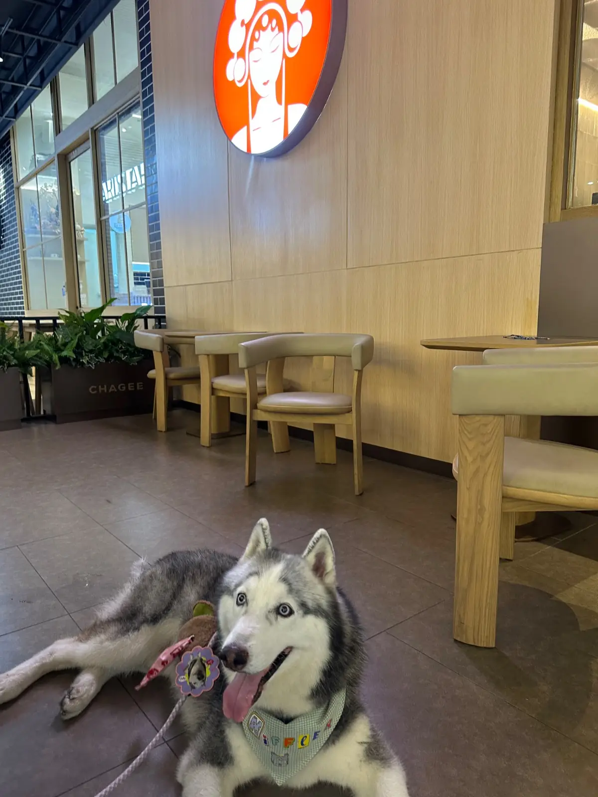 Chagee - Central Westville pets image 1