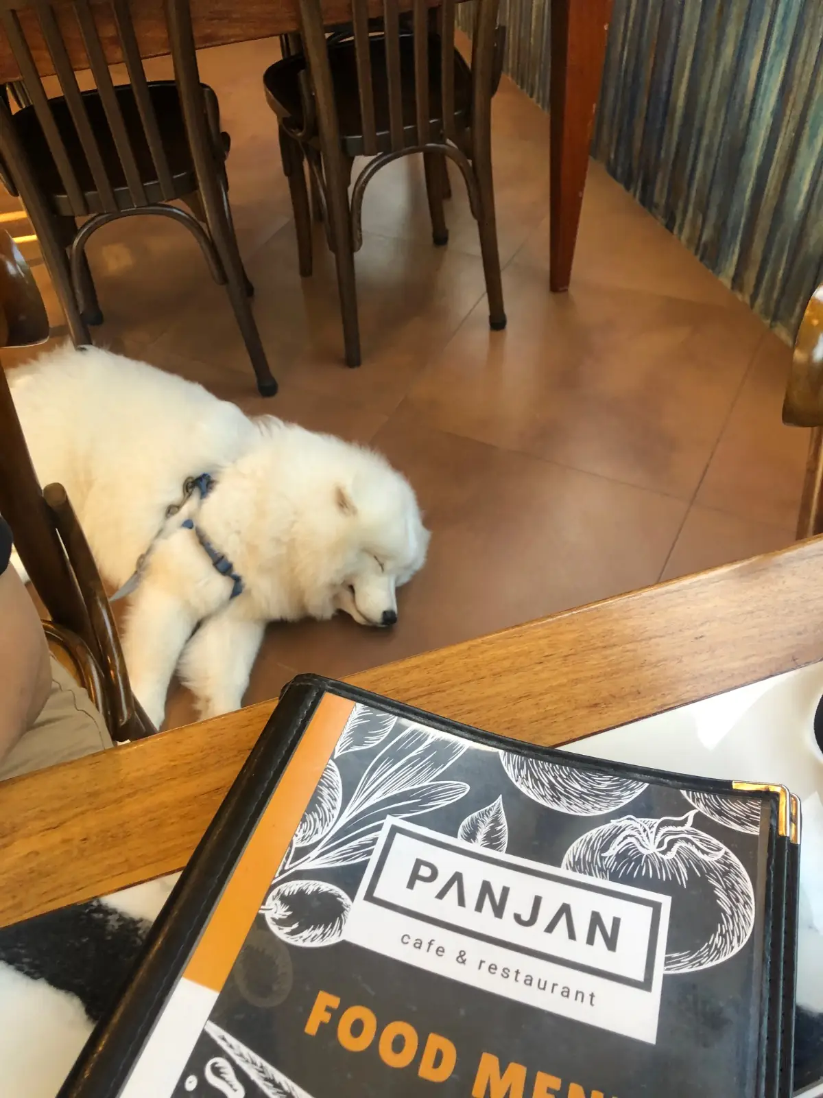 ร้านอาหารปั้นจั่น เขาใหญ่ pets image 1