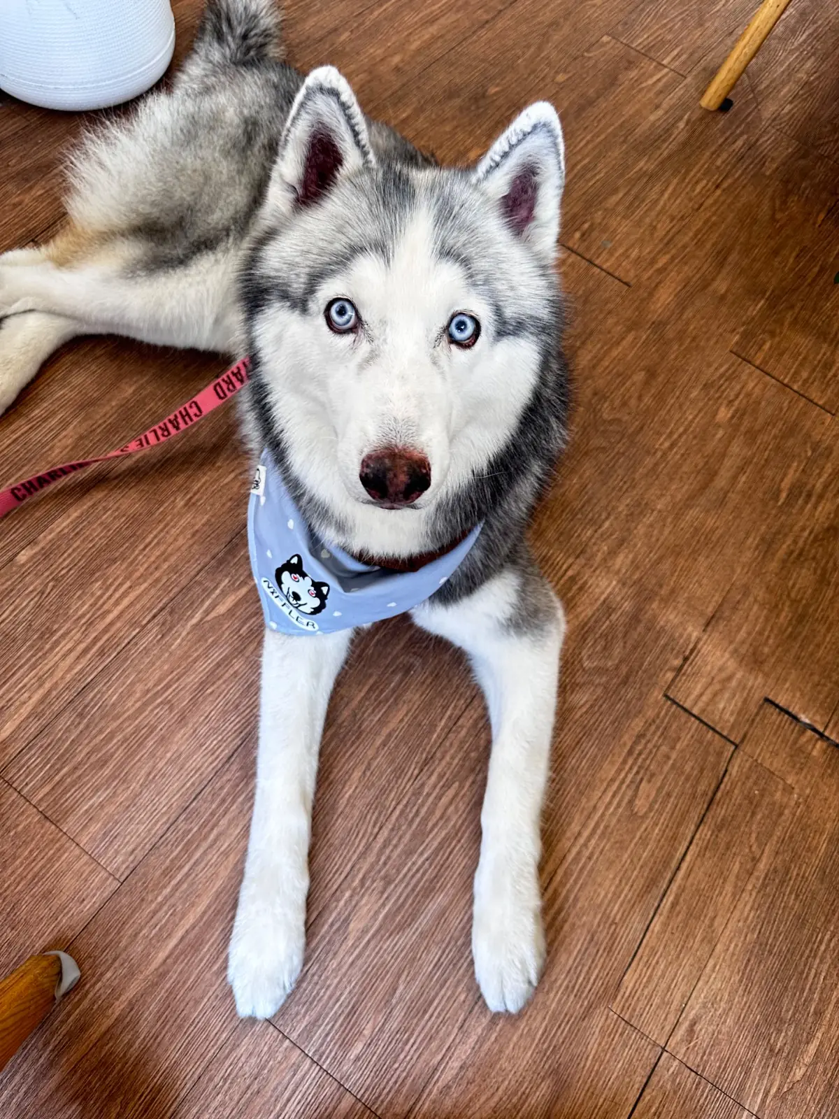 BUBEN Bake & Koff pets image 1