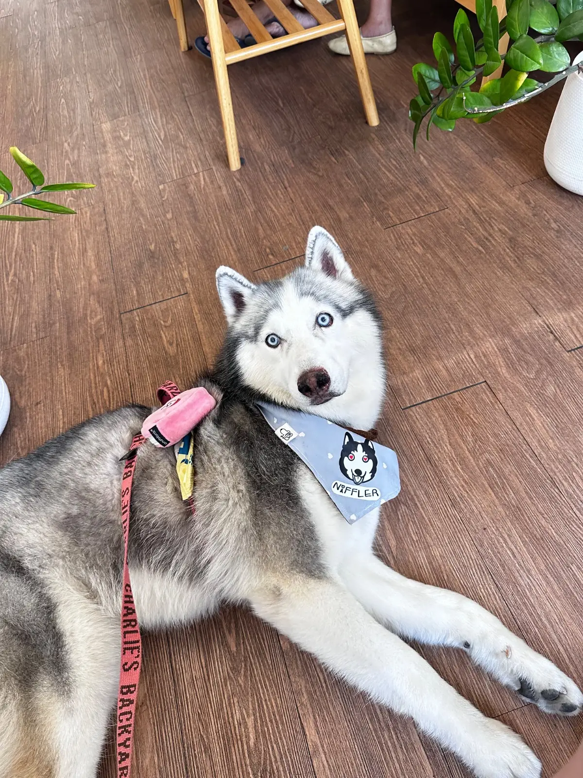 BUBEN Bake & Koff pets image 2