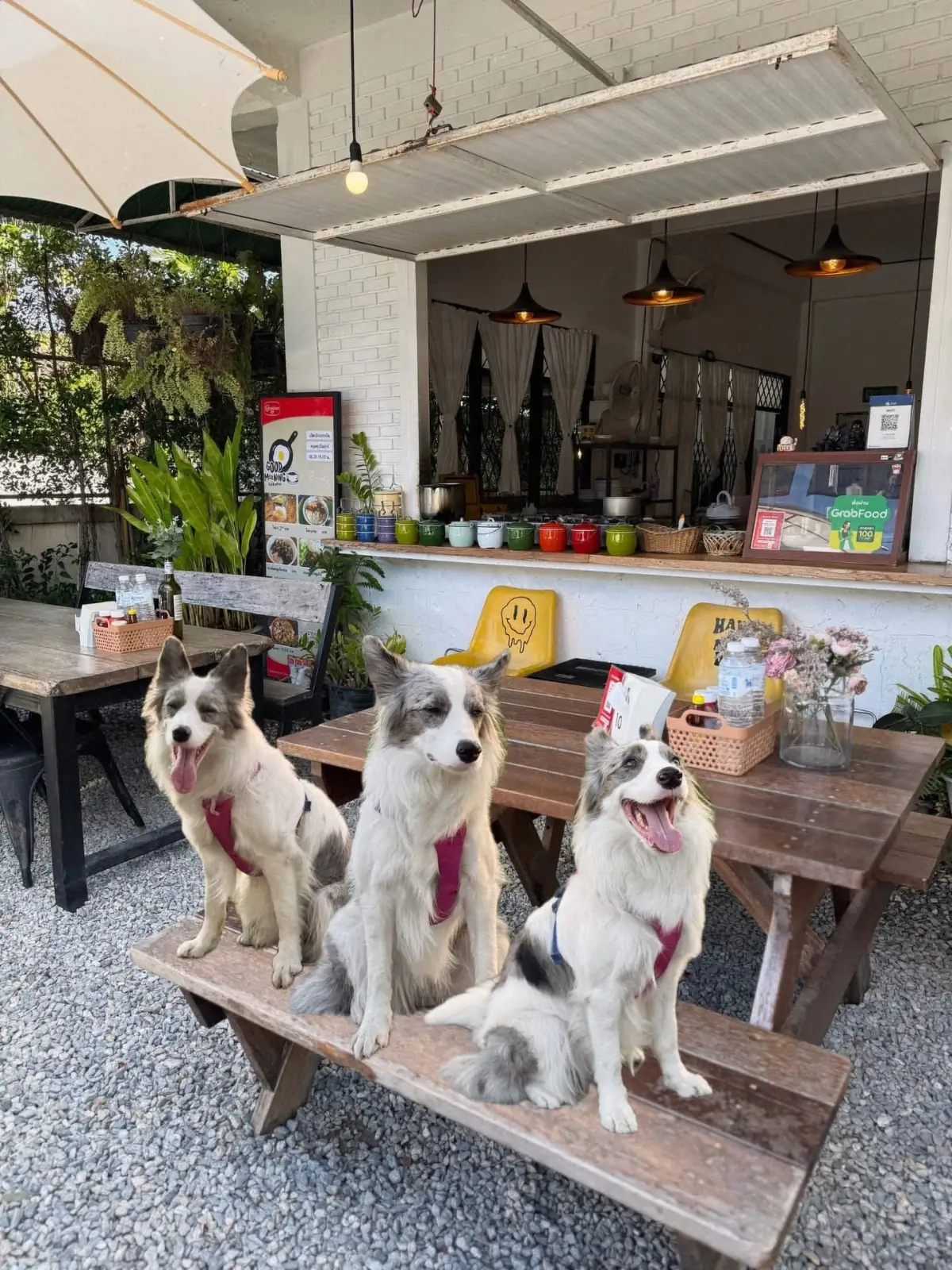 Good Morning Saraphi pets image 1