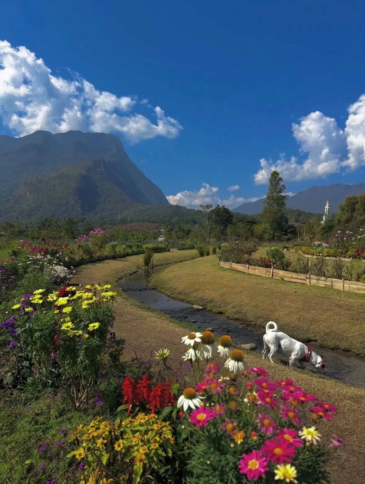 Hey Now Chiang Dao Stay pets image 3