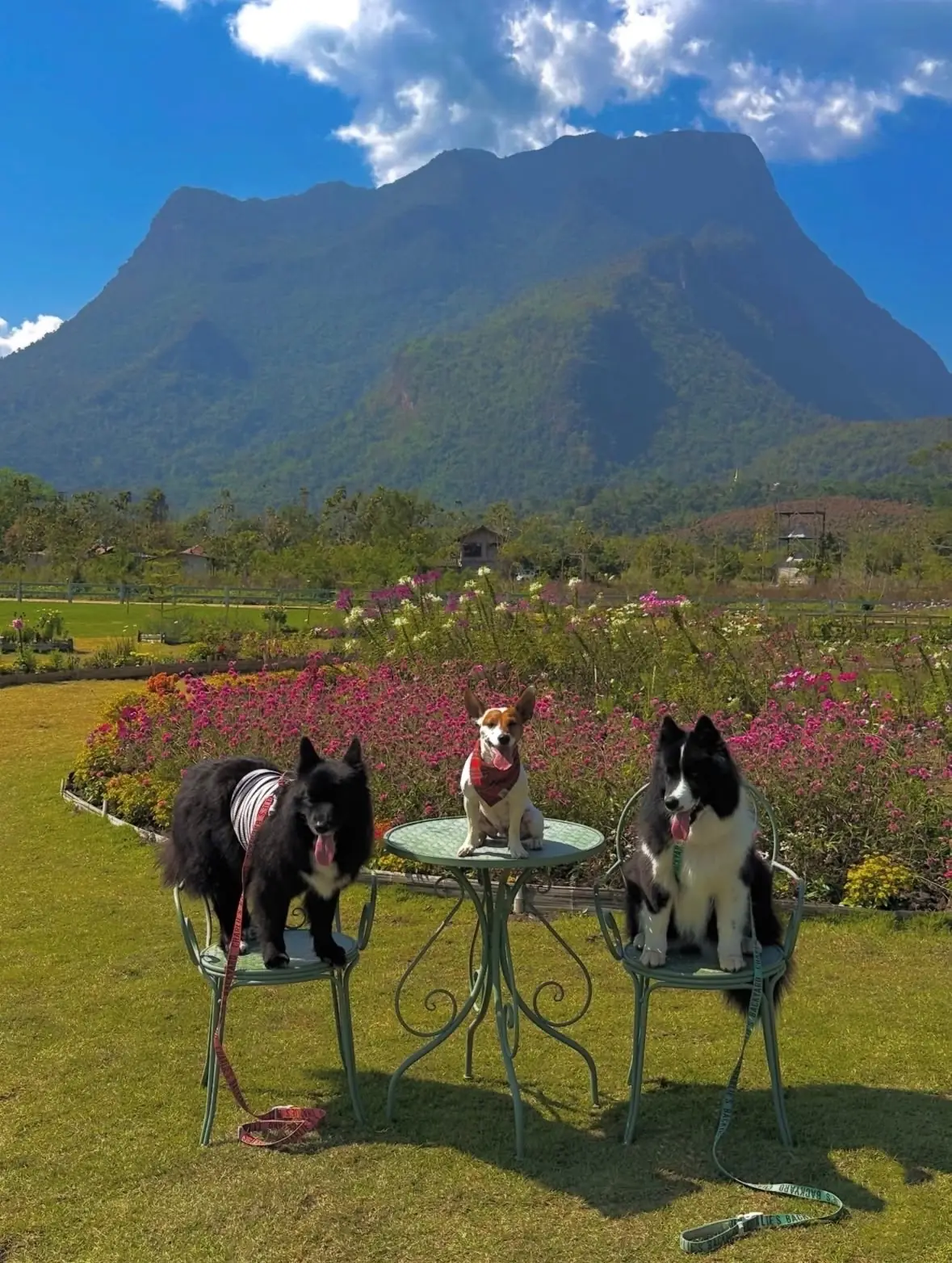 Hey Now Chiang Dao Stay pets image 2