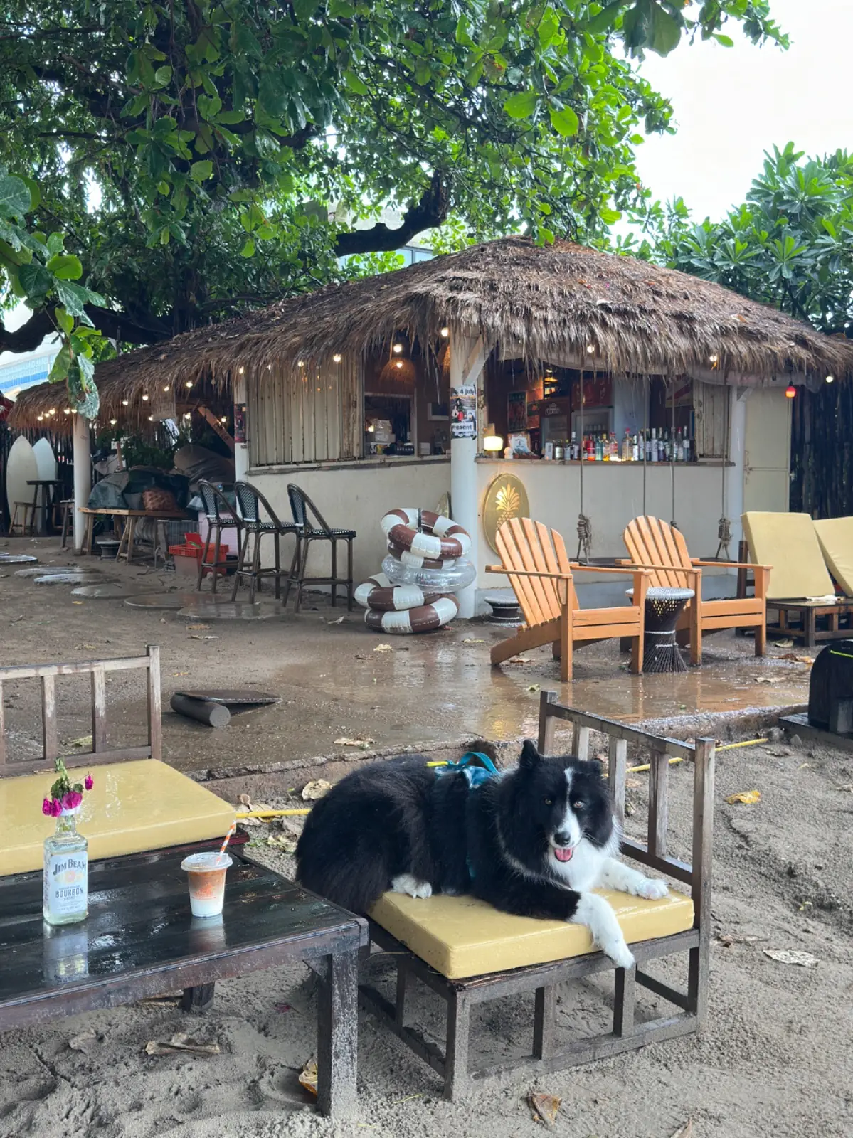 Mola Mola Espresso Bar pets image 1