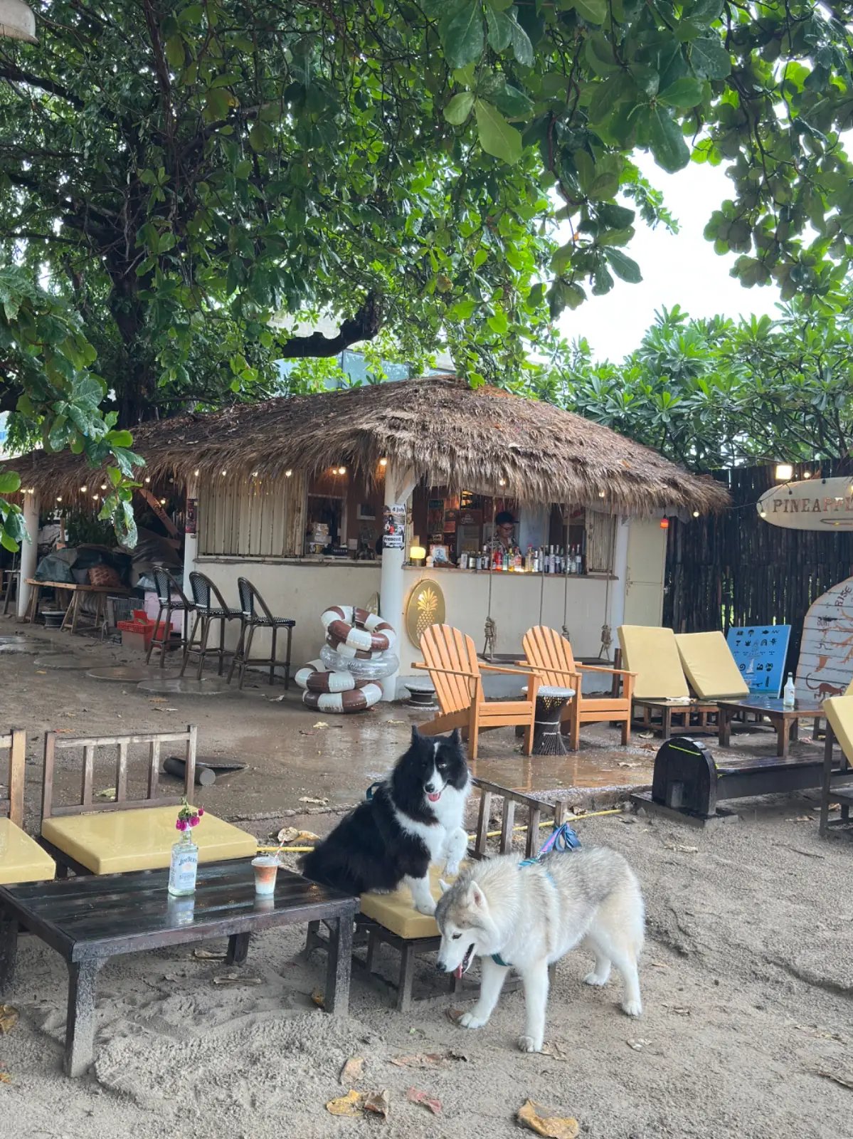 Mola Mola Espresso Bar pets image 3