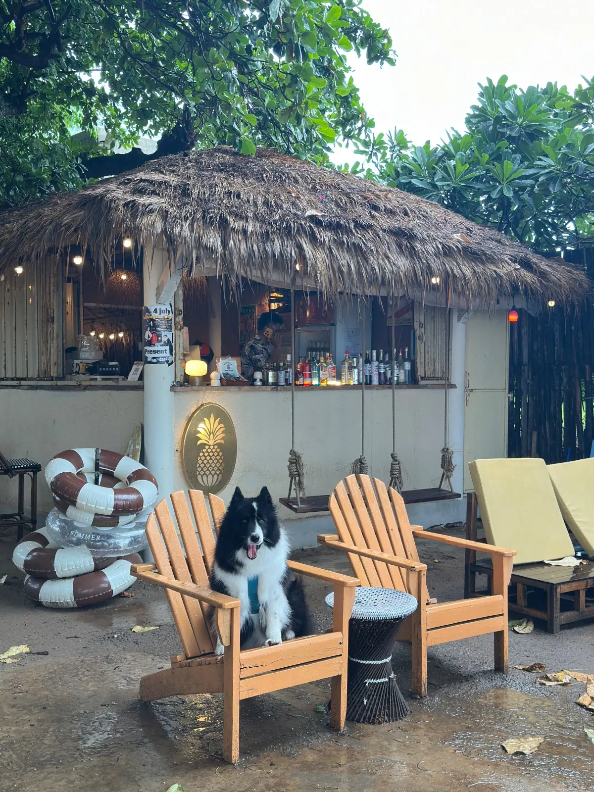 Mola Mola Espresso Bar pets image 4