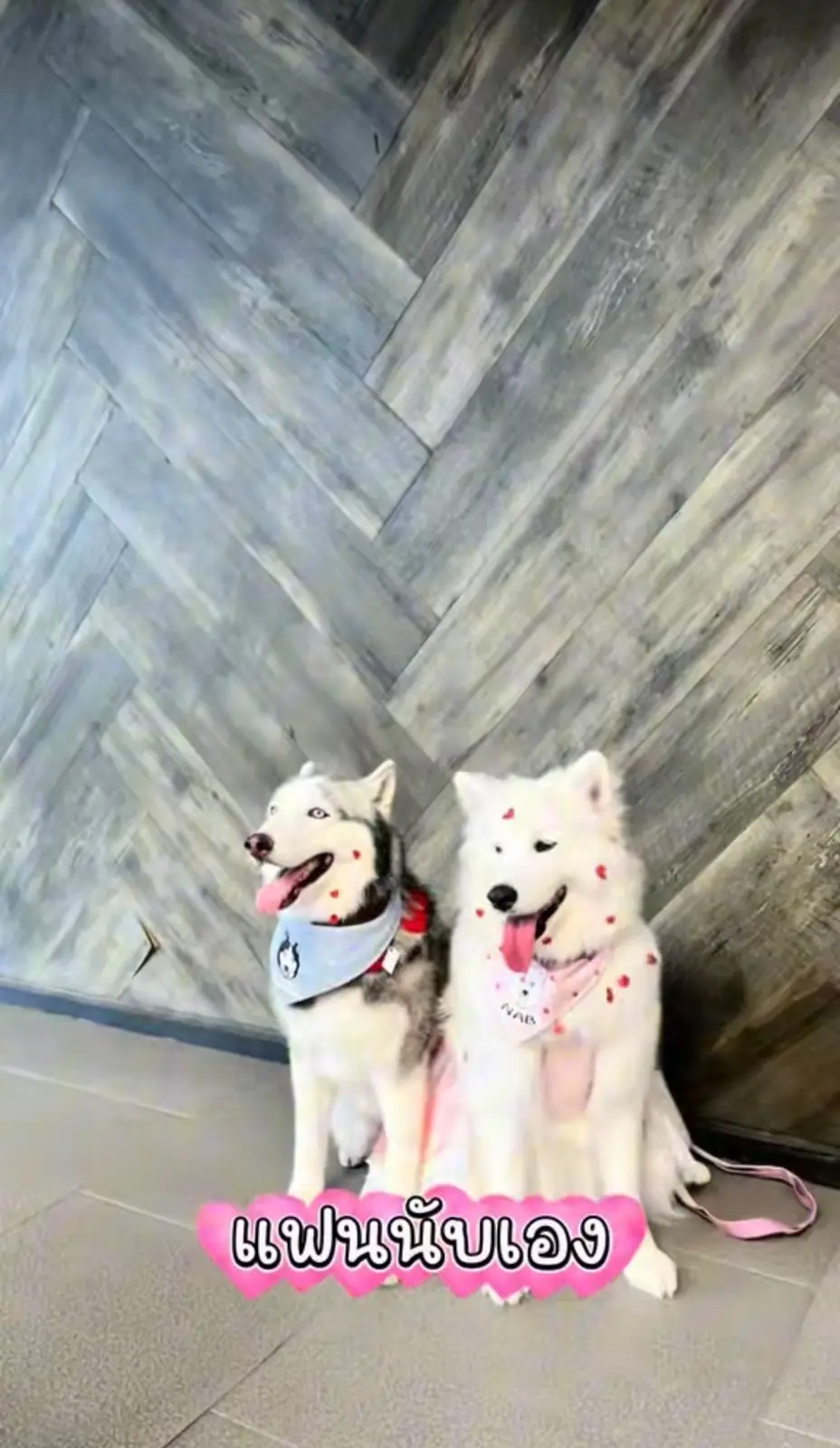 Habito Mall pets image 2