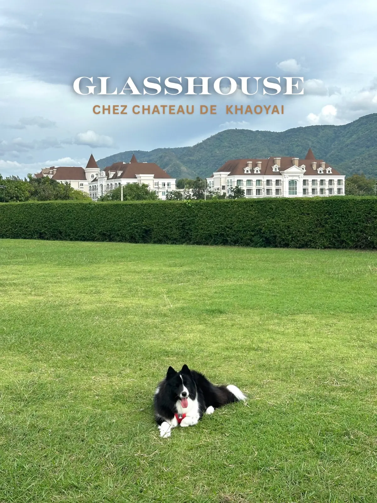 Glasshouse Chez Chateau de Khaoyai Café pets image 1