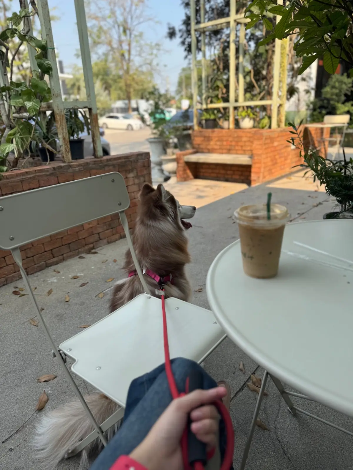 Diff Kafe pets image 1