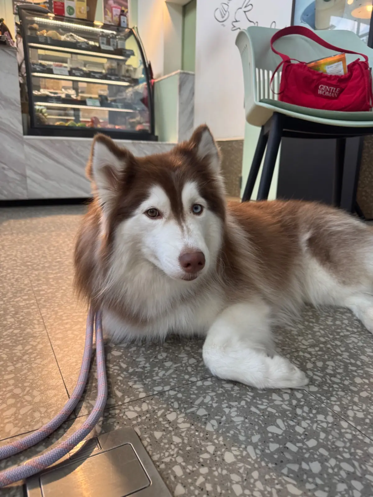 Diff Kafe pets image 3