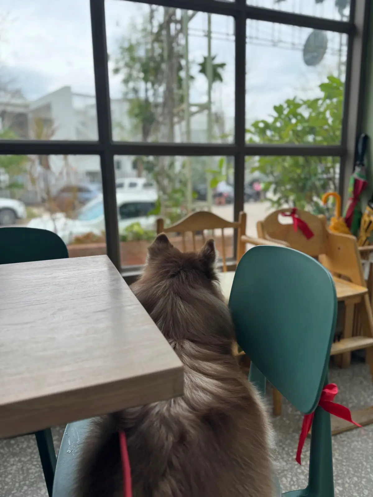 Diff Kafe pets image 2