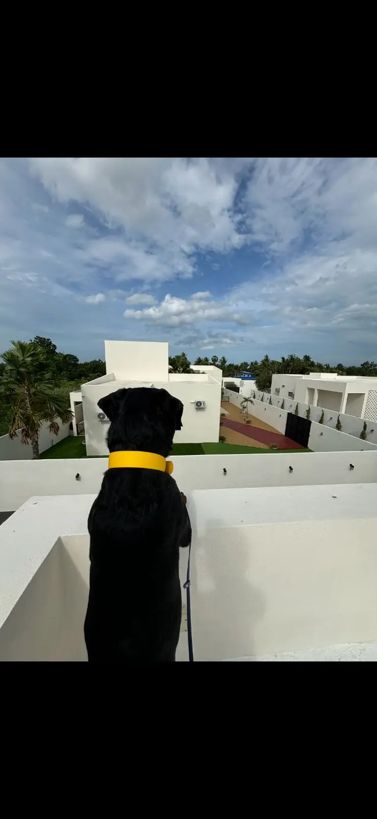 So Highland pets image 1