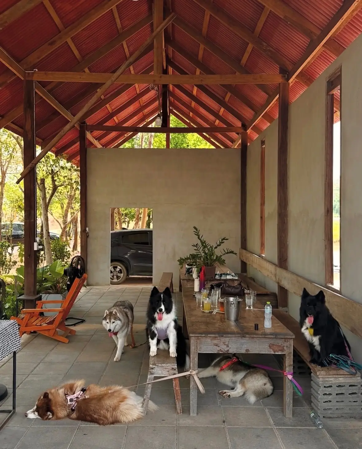 insane3rd pets image 1
