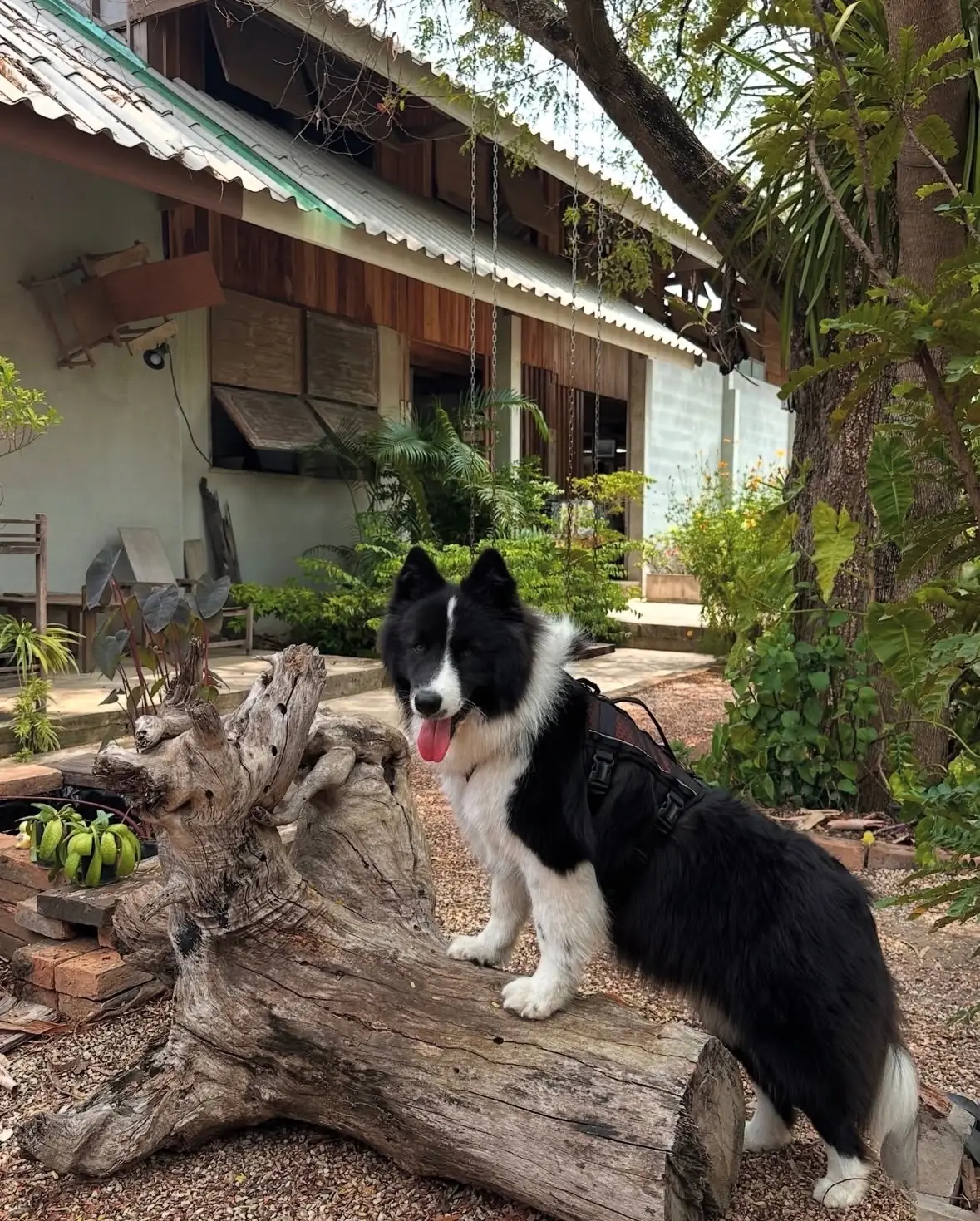 insane3rd pets image 2