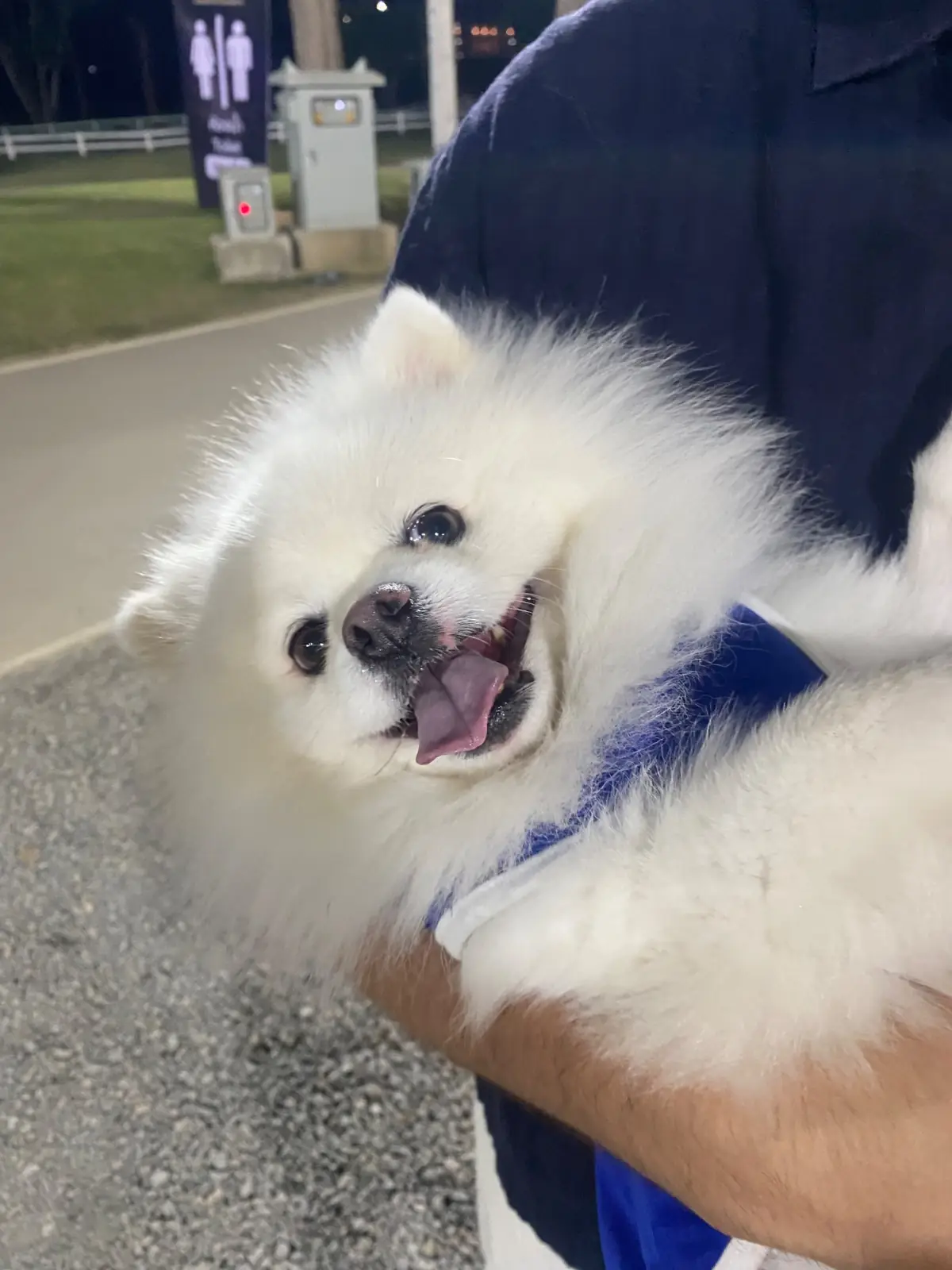 Chiang Mai P.A.O. Public Park pets image 1
