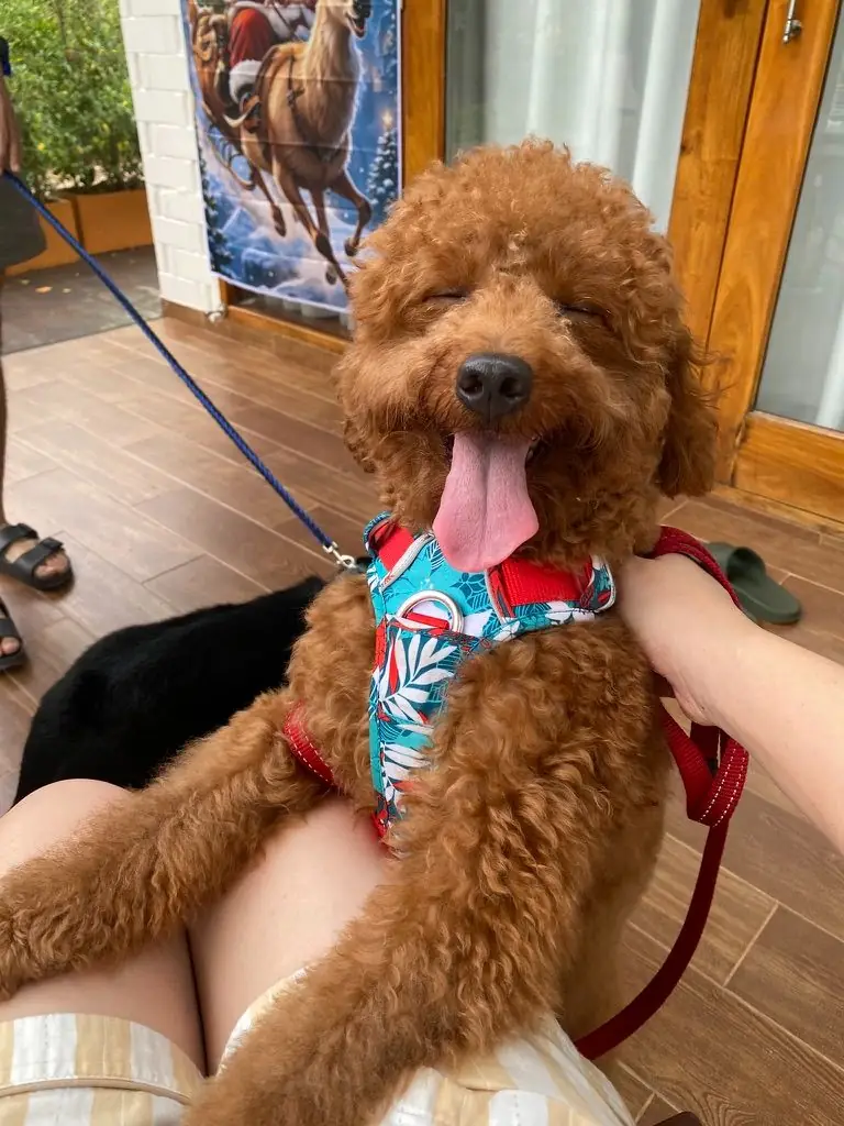 ผาชวนชม เขาใหญ่ pets image 2