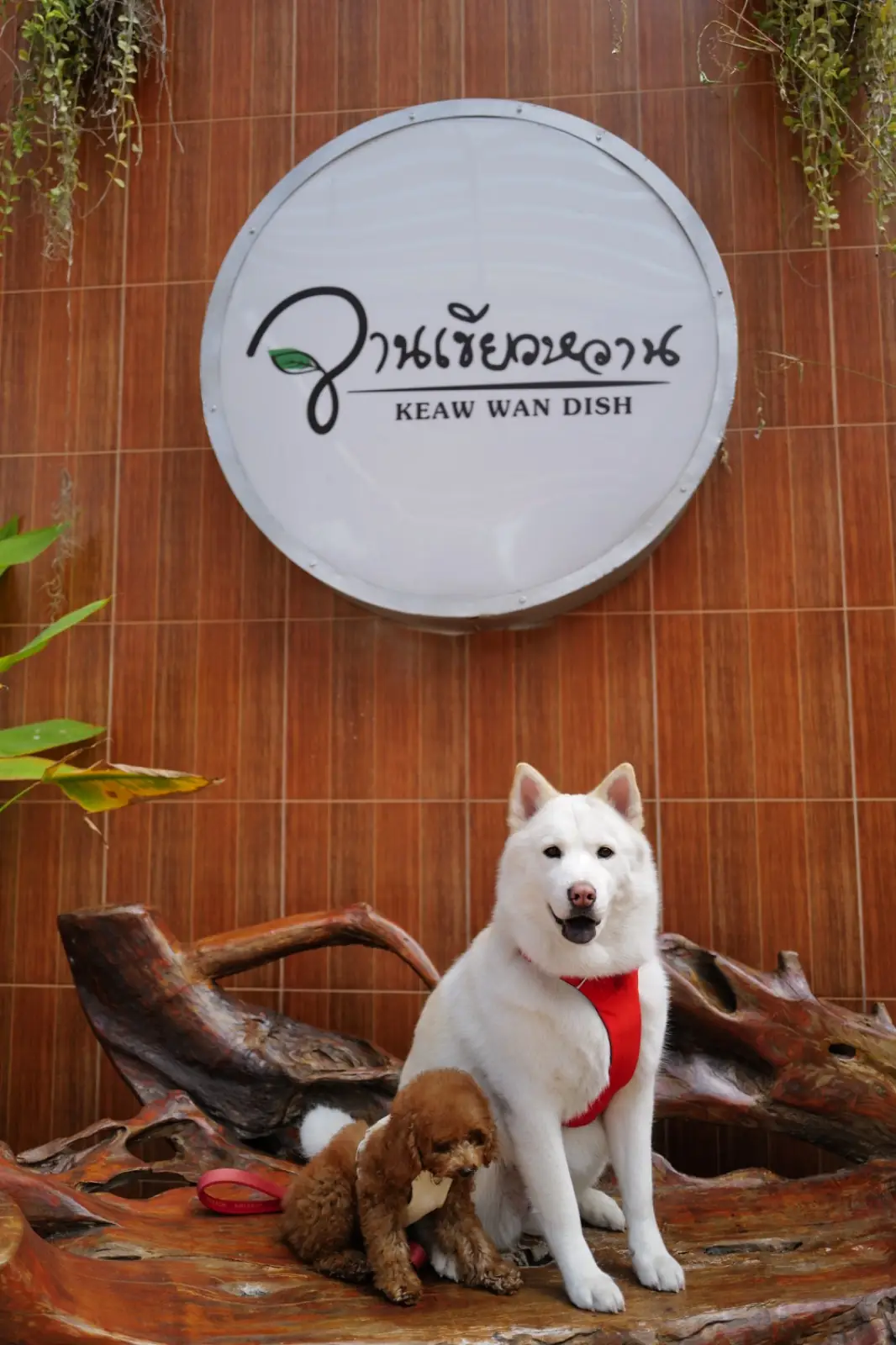 จานเขียวหวาน เขาใหญ่ pets image 5