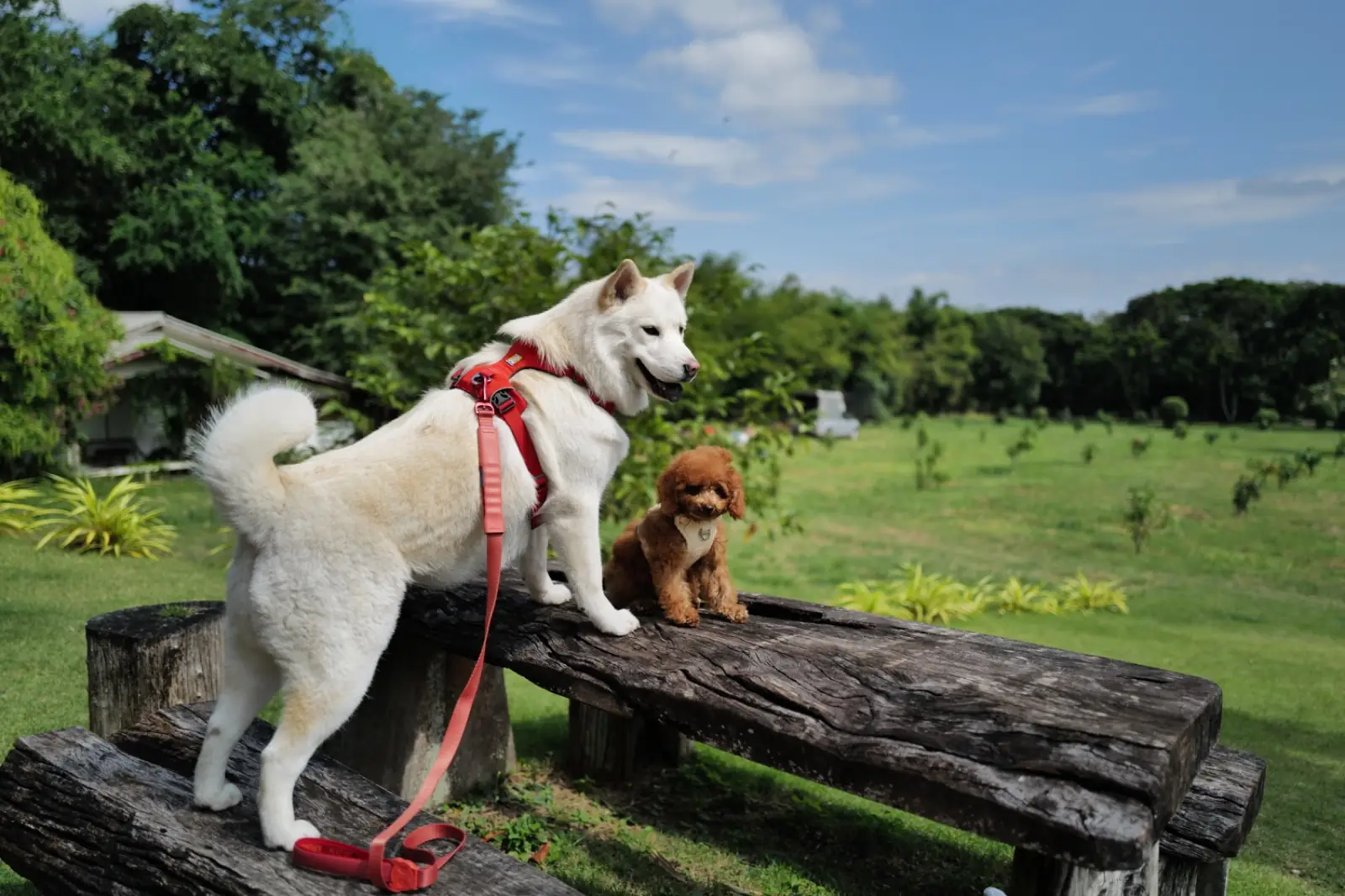 จานเขียวหวาน เขาใหญ่ pets image 3