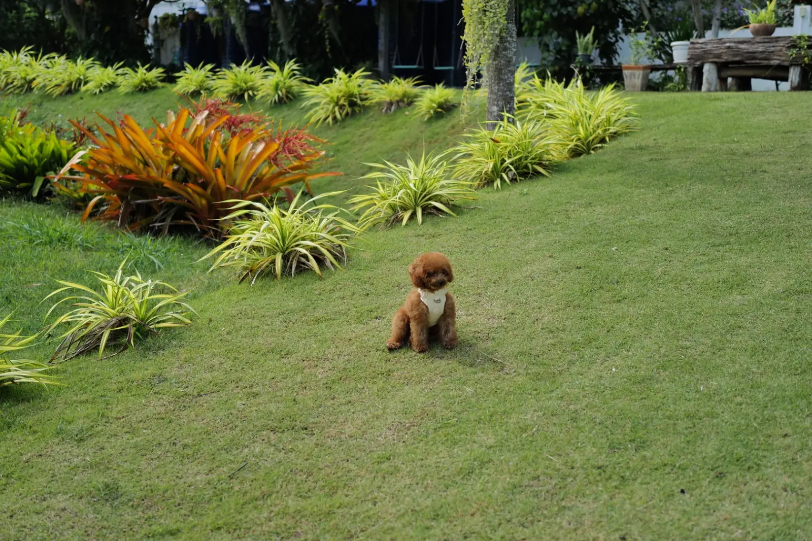 จานเขียวหวาน เขาใหญ่ pets image 2