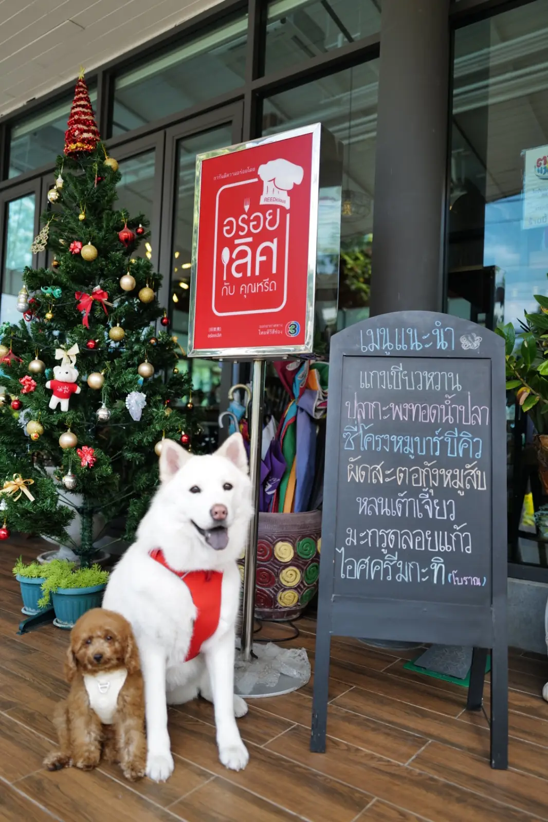 จานเขียวหวาน เขาใหญ่ pets image 1