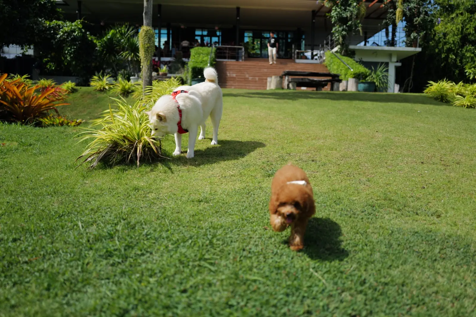 จานเขียวหวาน เขาใหญ่ pets image 4