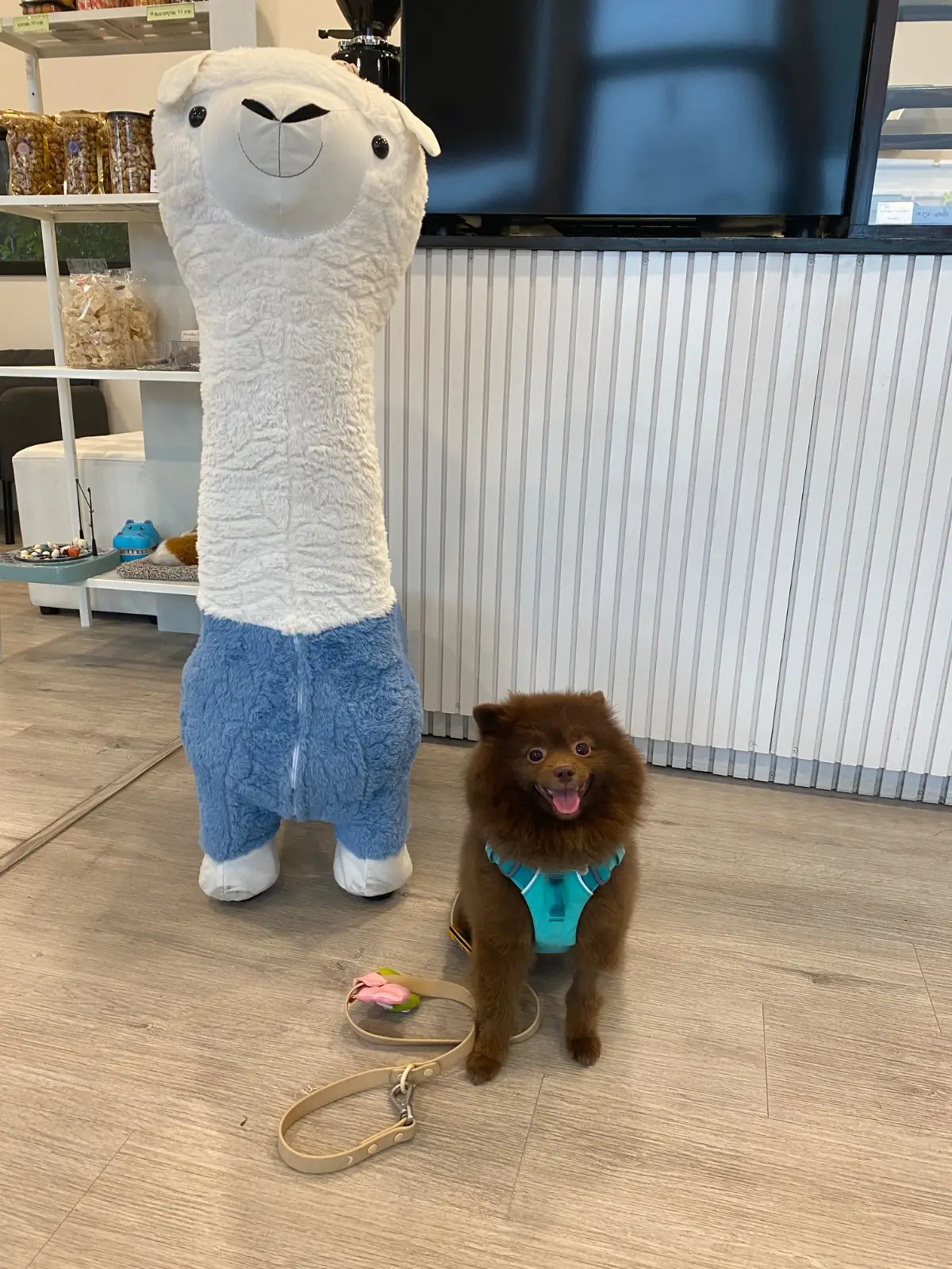 69 house pets image 1