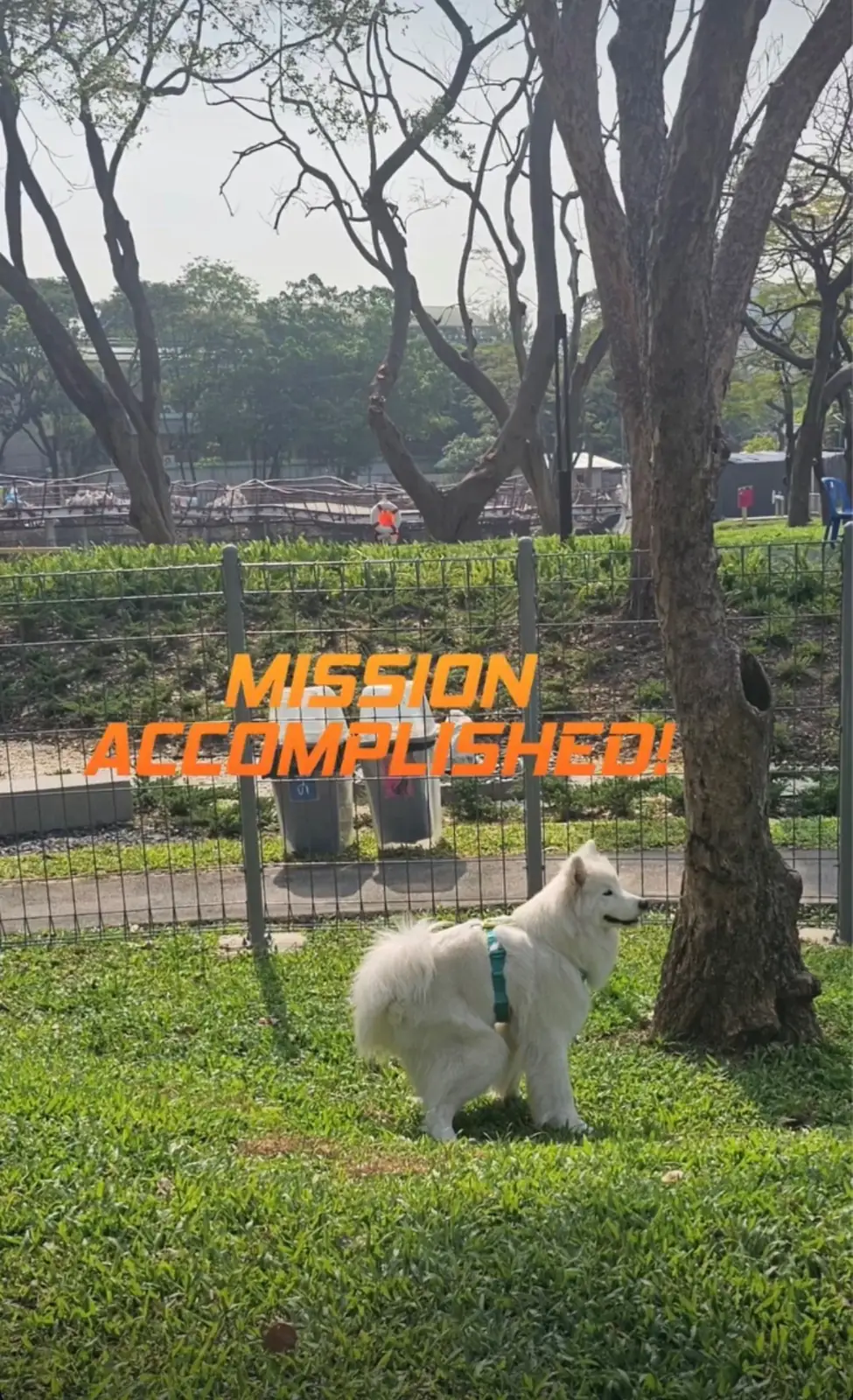 สวนลุม pets image 1