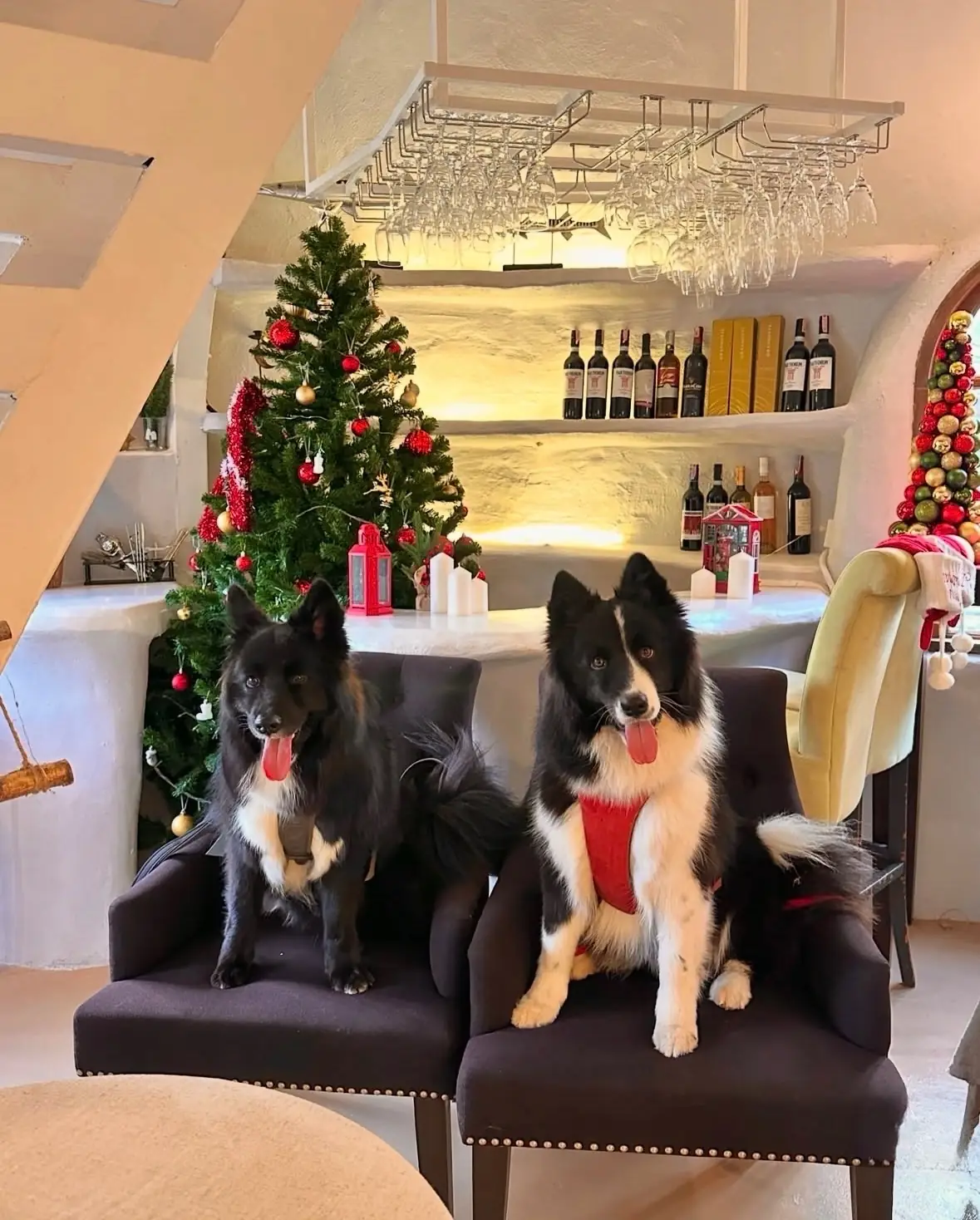Pundin Khaoyai Cafe pets image 3