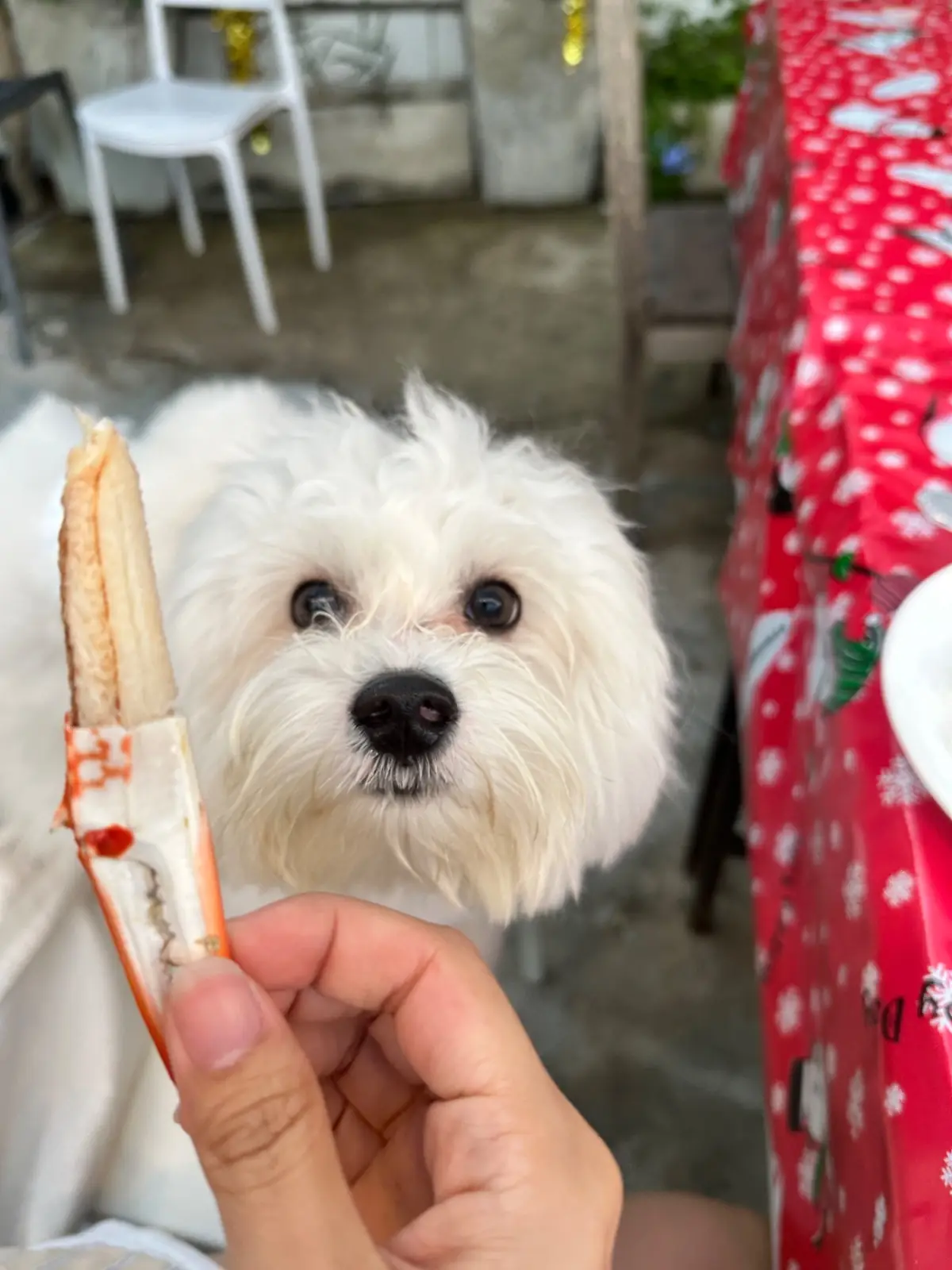 ครัวเข้าท่า คาเฟ่ - ปากคลองหาดเจ้า pets image 1