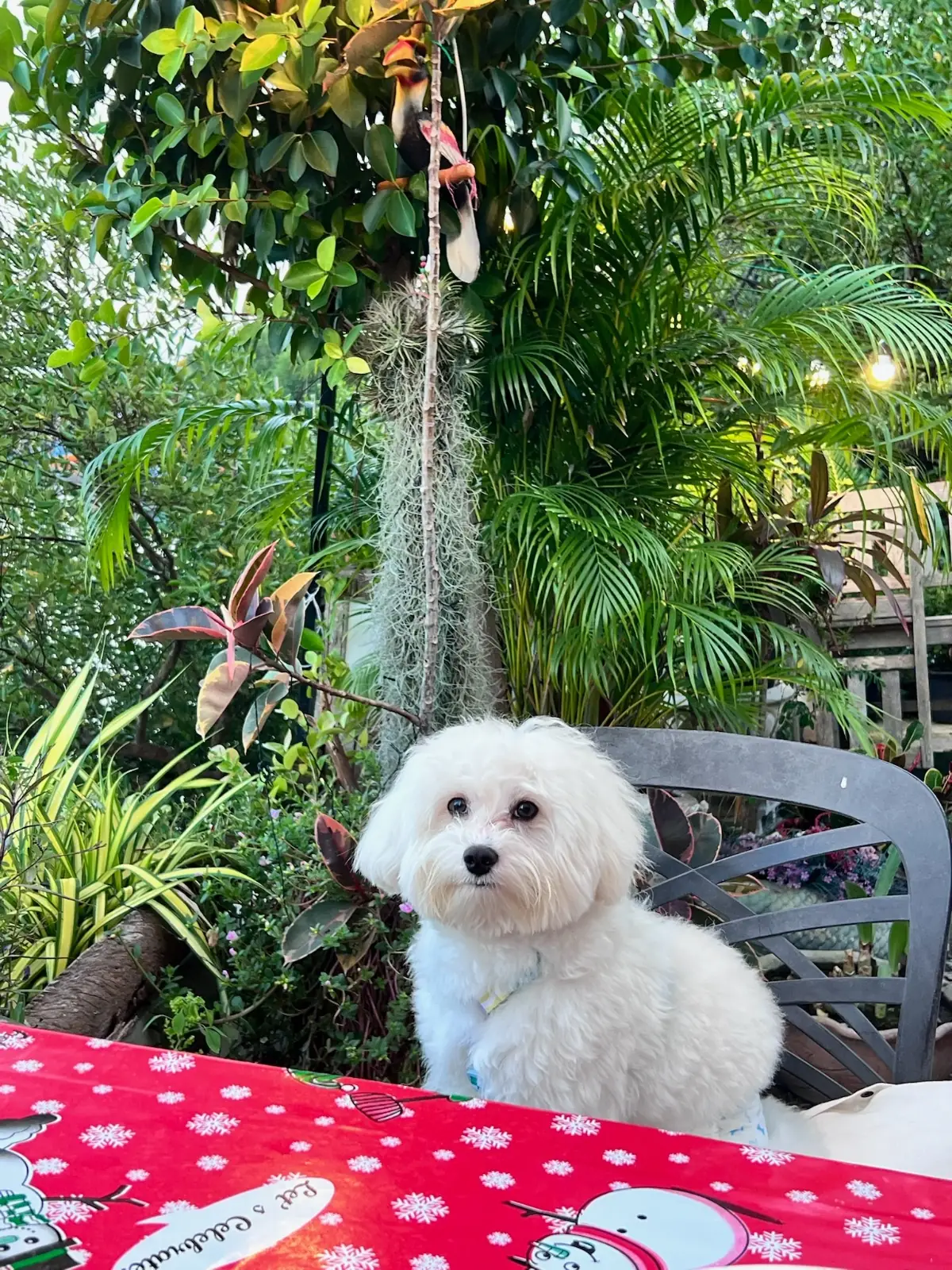 ครัวเข้าท่า คาเฟ่ - ปากคลองหาดเจ้า pets image 2