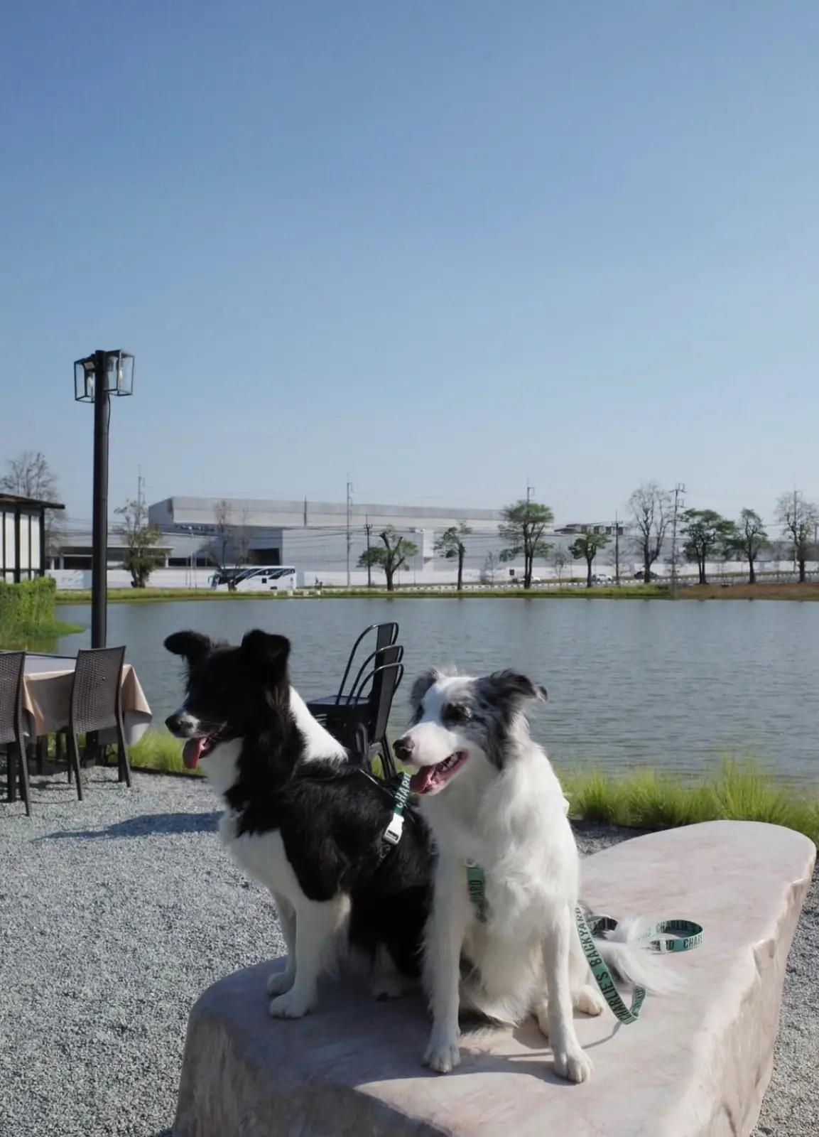 กาปี้ป่าร่า pets image 7