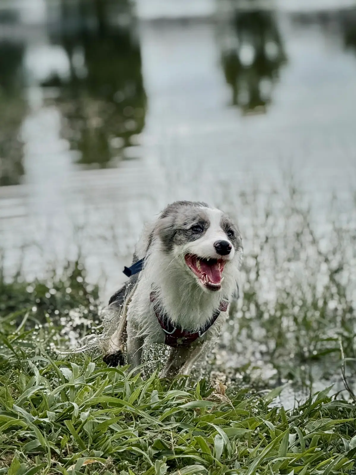 กาปี้ป่าร่า pets image 1