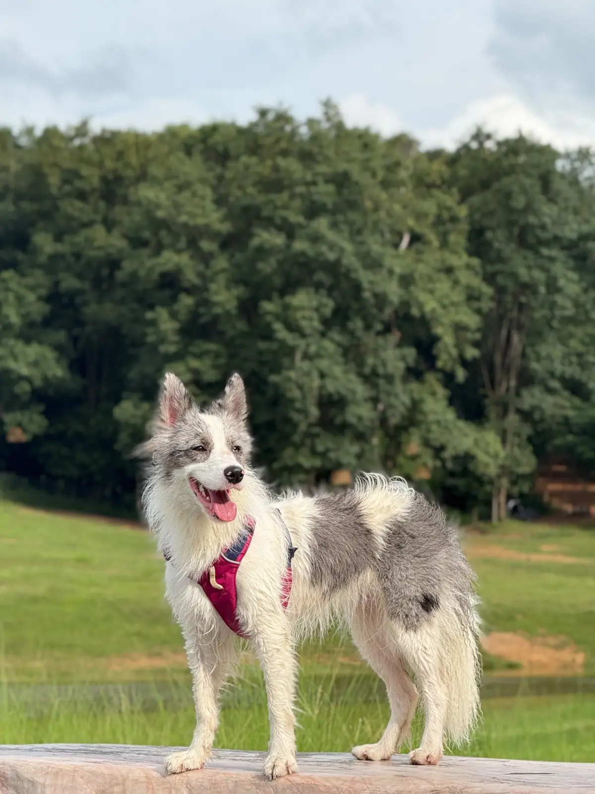 กาปี้ป่าร่า pets image 2