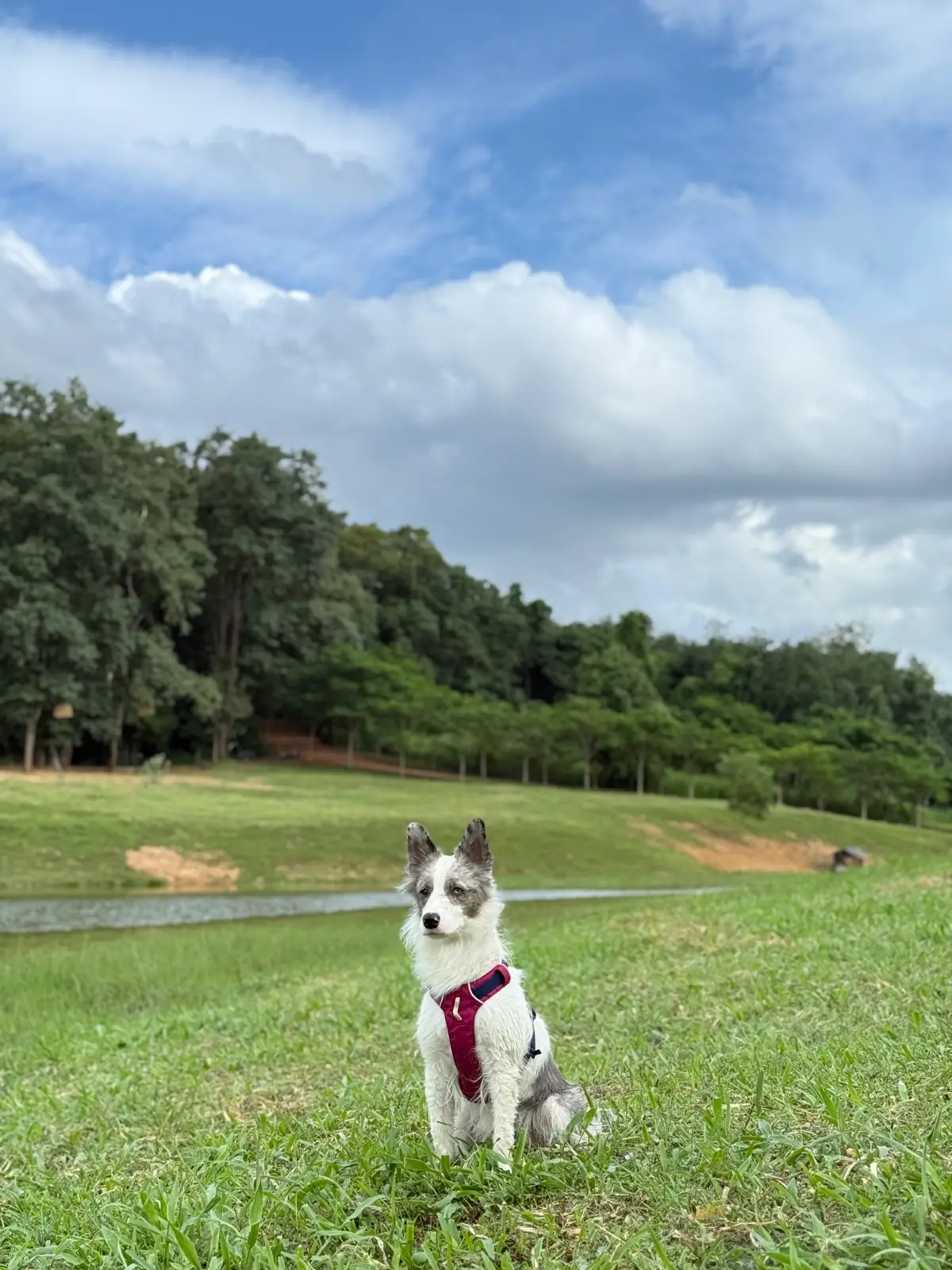 กาปี้ป่าร่า pets image 5