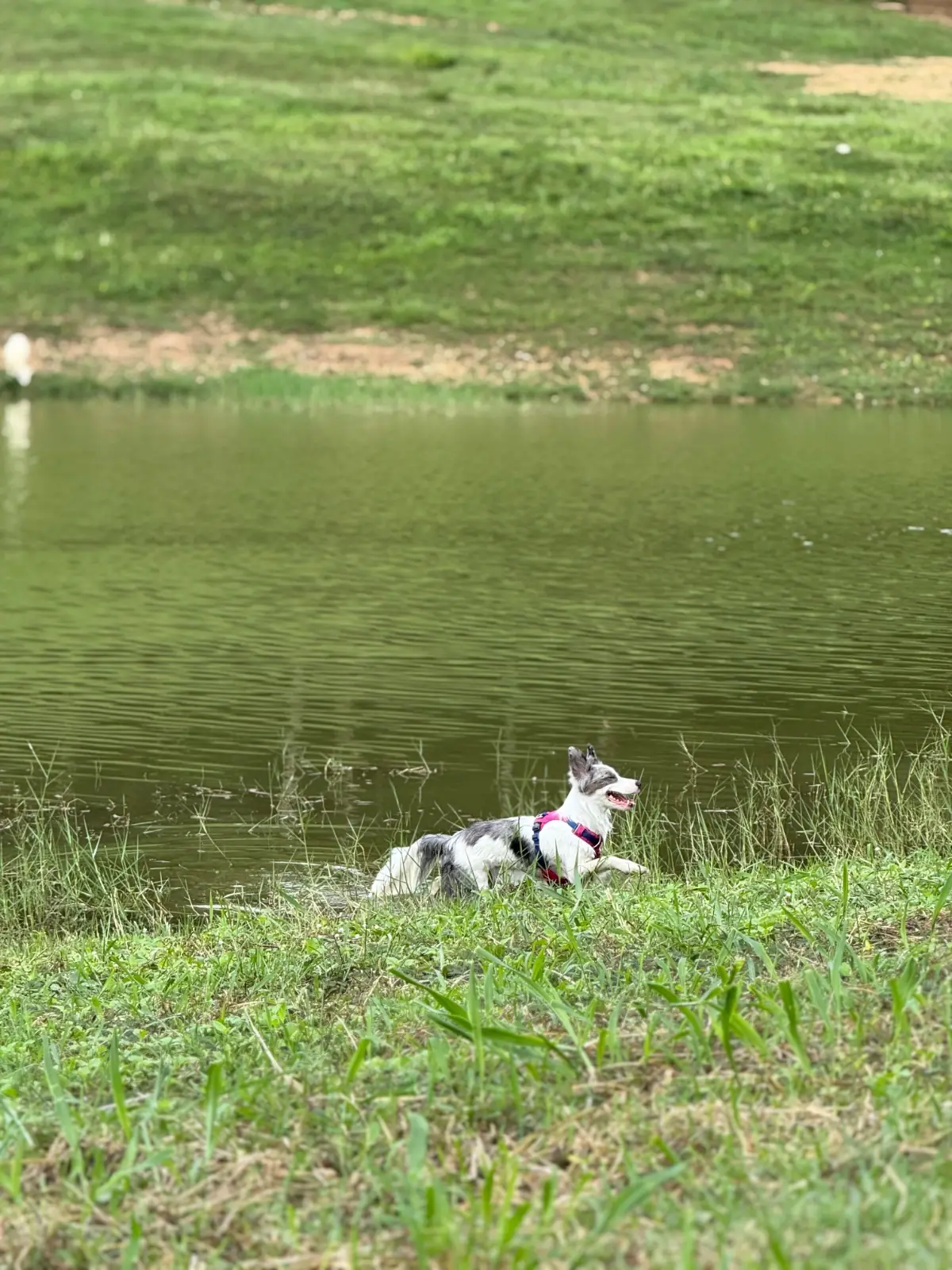 กาปี้ป่าร่า pets image 6