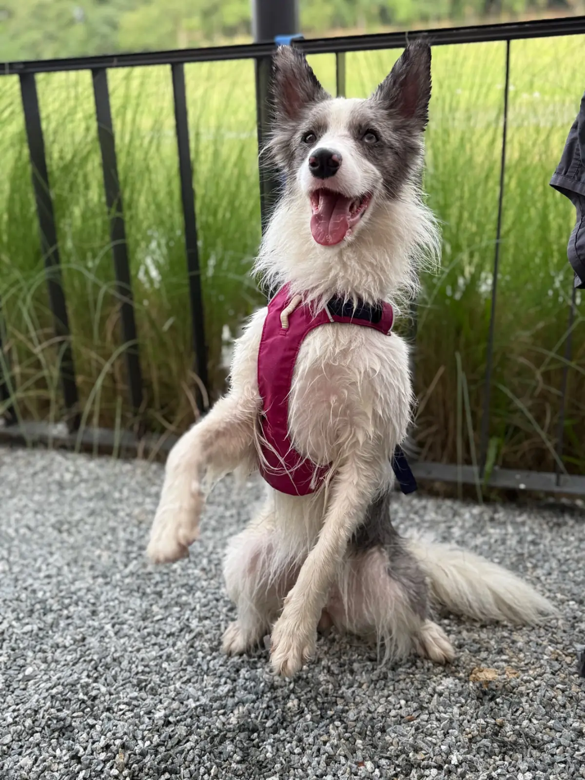 กาปี้ป่าร่า pets image 3