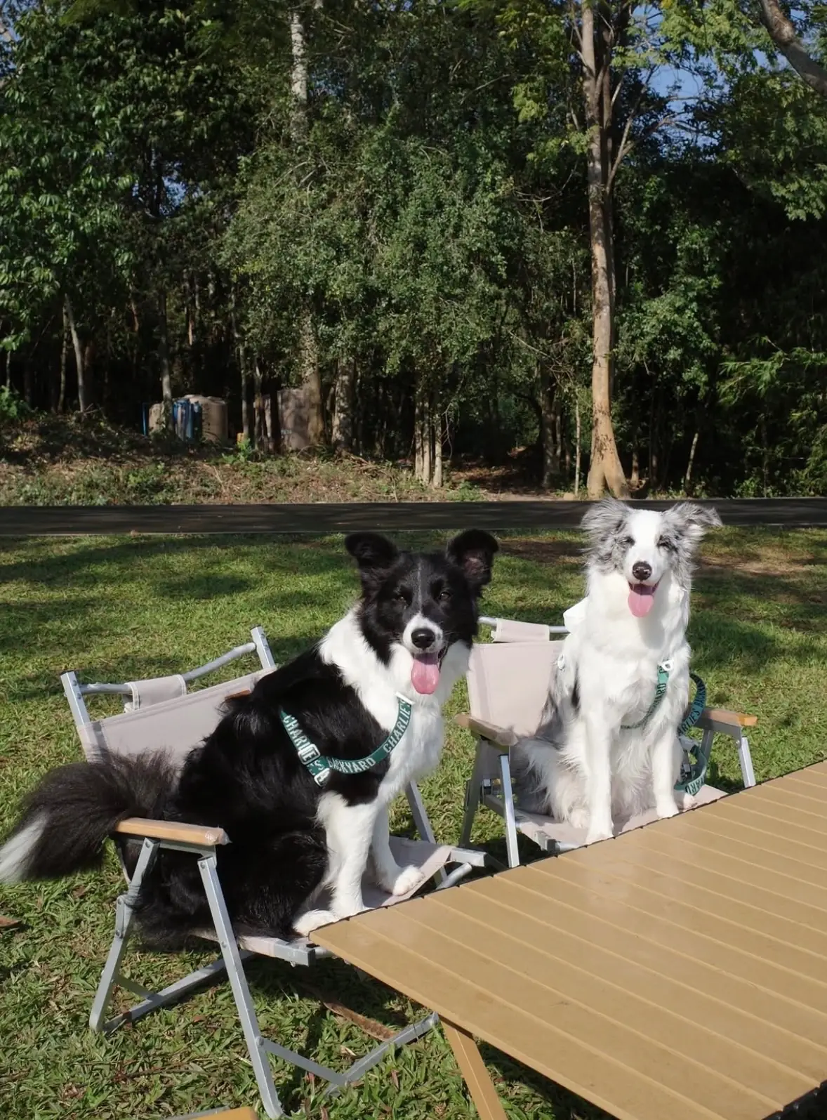 กาปี้ป่าร่า pets image 4