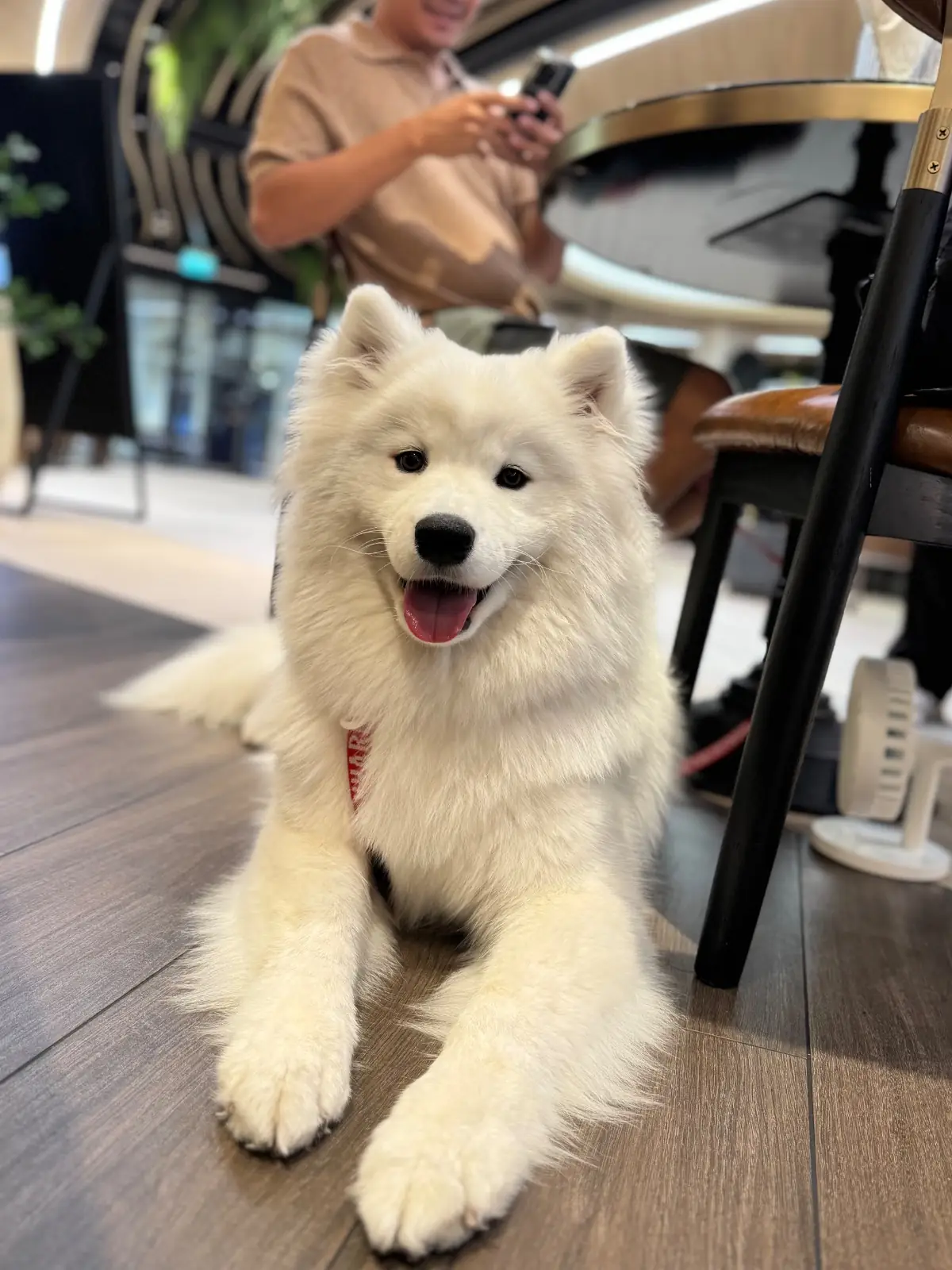 ลูกอิน ลูกจัน pets image 4