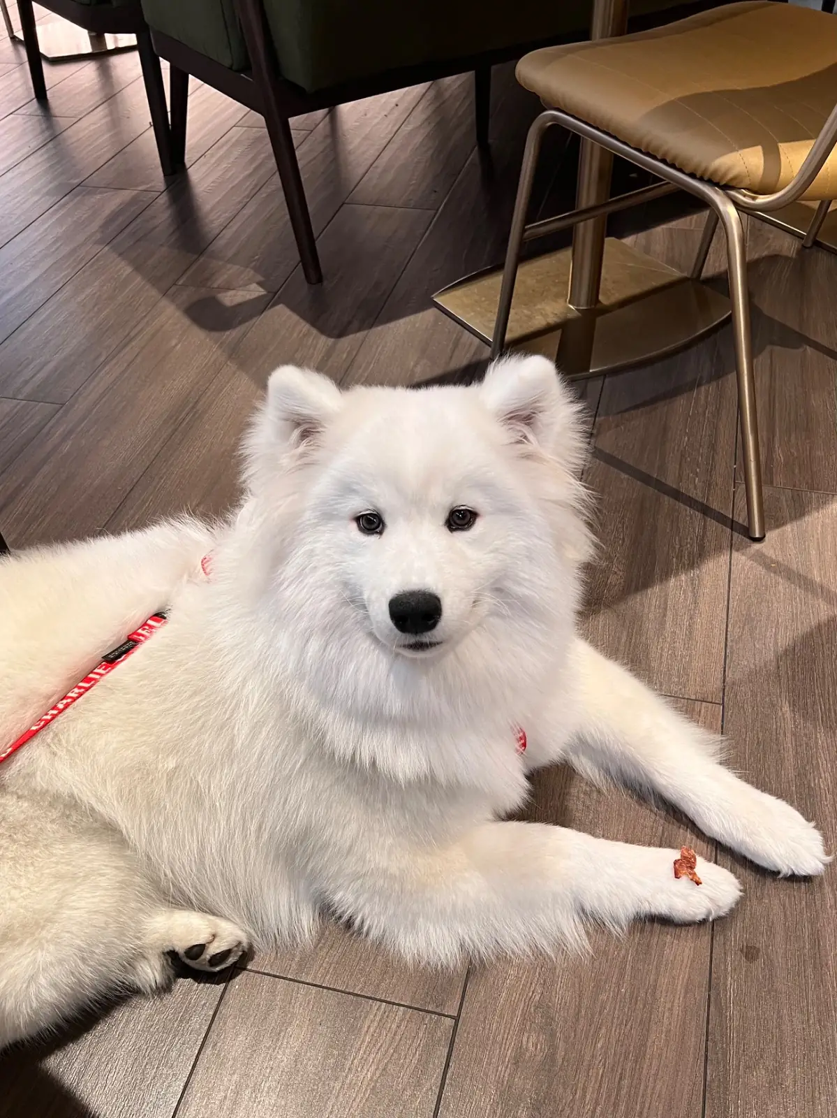 ลูกอิน ลูกจัน pets image 1