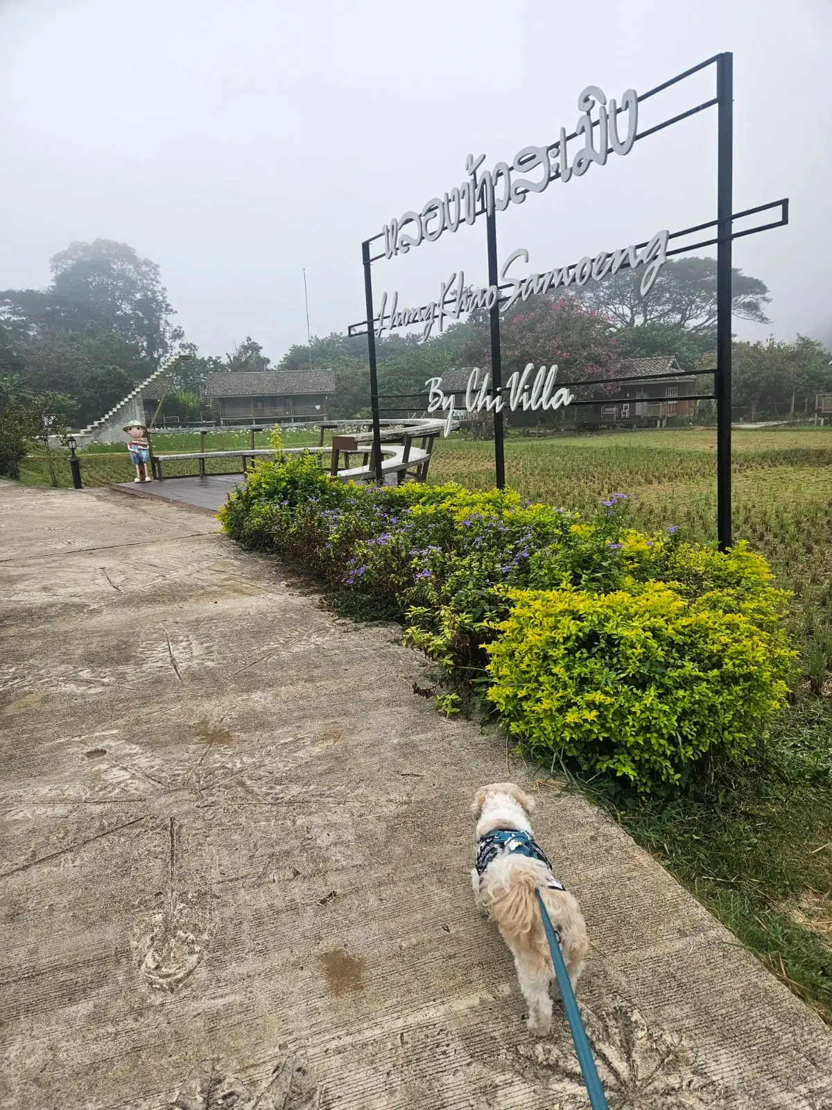 หลองข้าวสะเมิง pets image 1