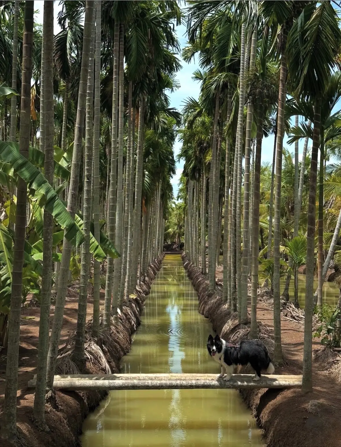 ฌาณหมาก Coffee & Farm pets image 1