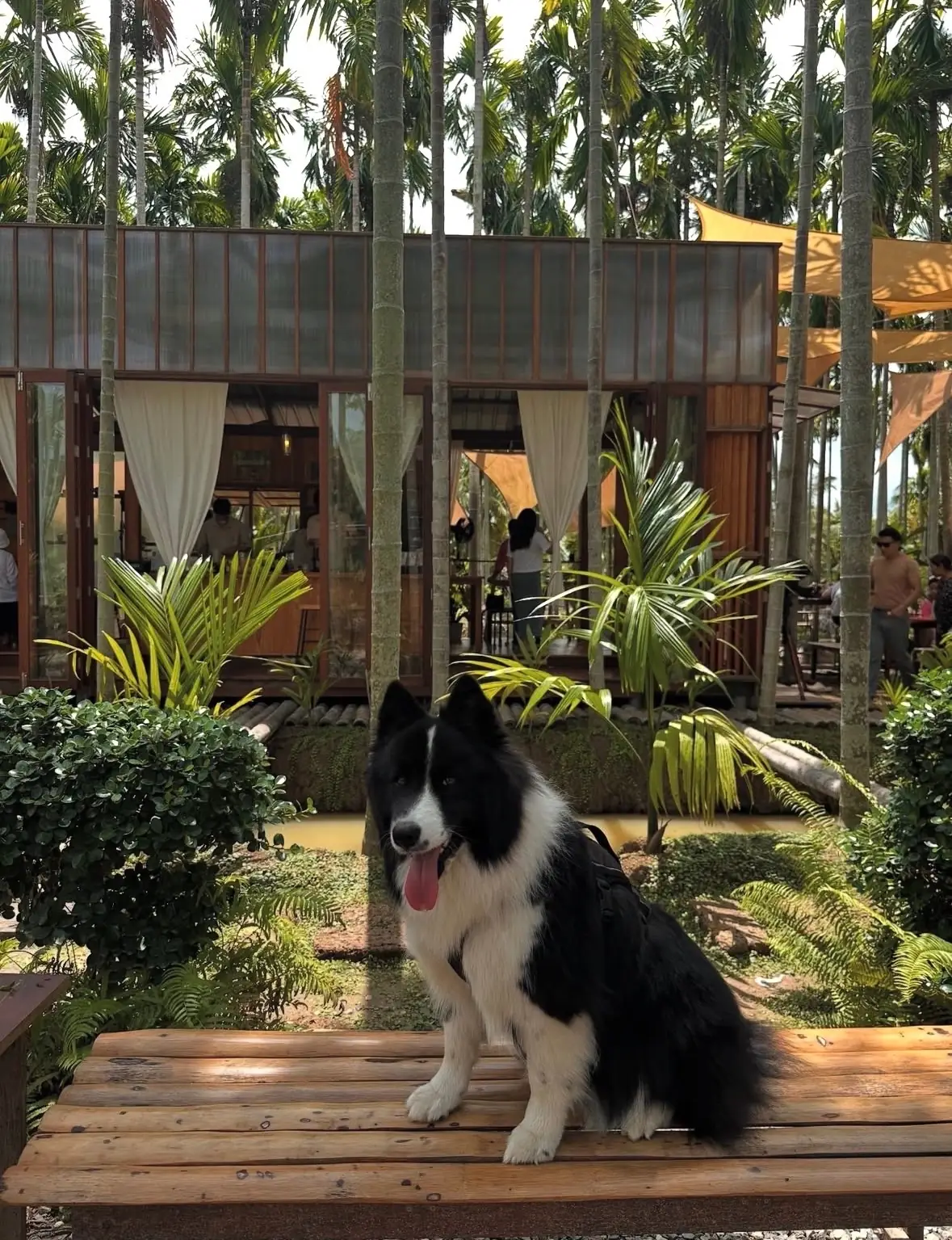 ฌาณหมาก Coffee & Farm pets image 2