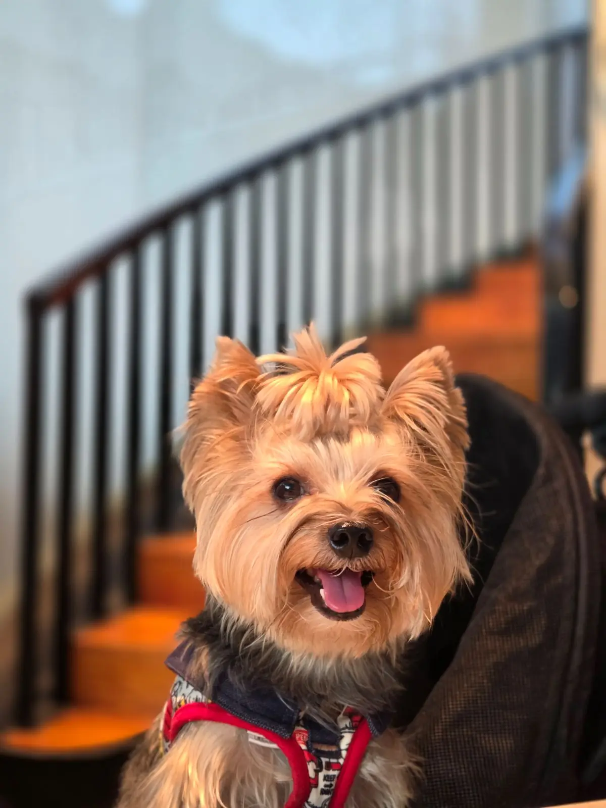 BK Salon pets image 2